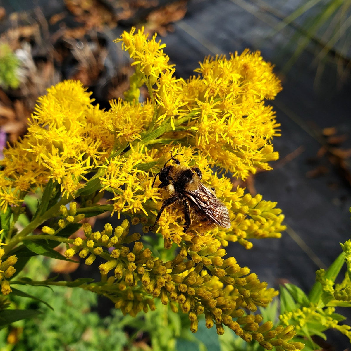 Solidago altissima (Tall Goldenrod)