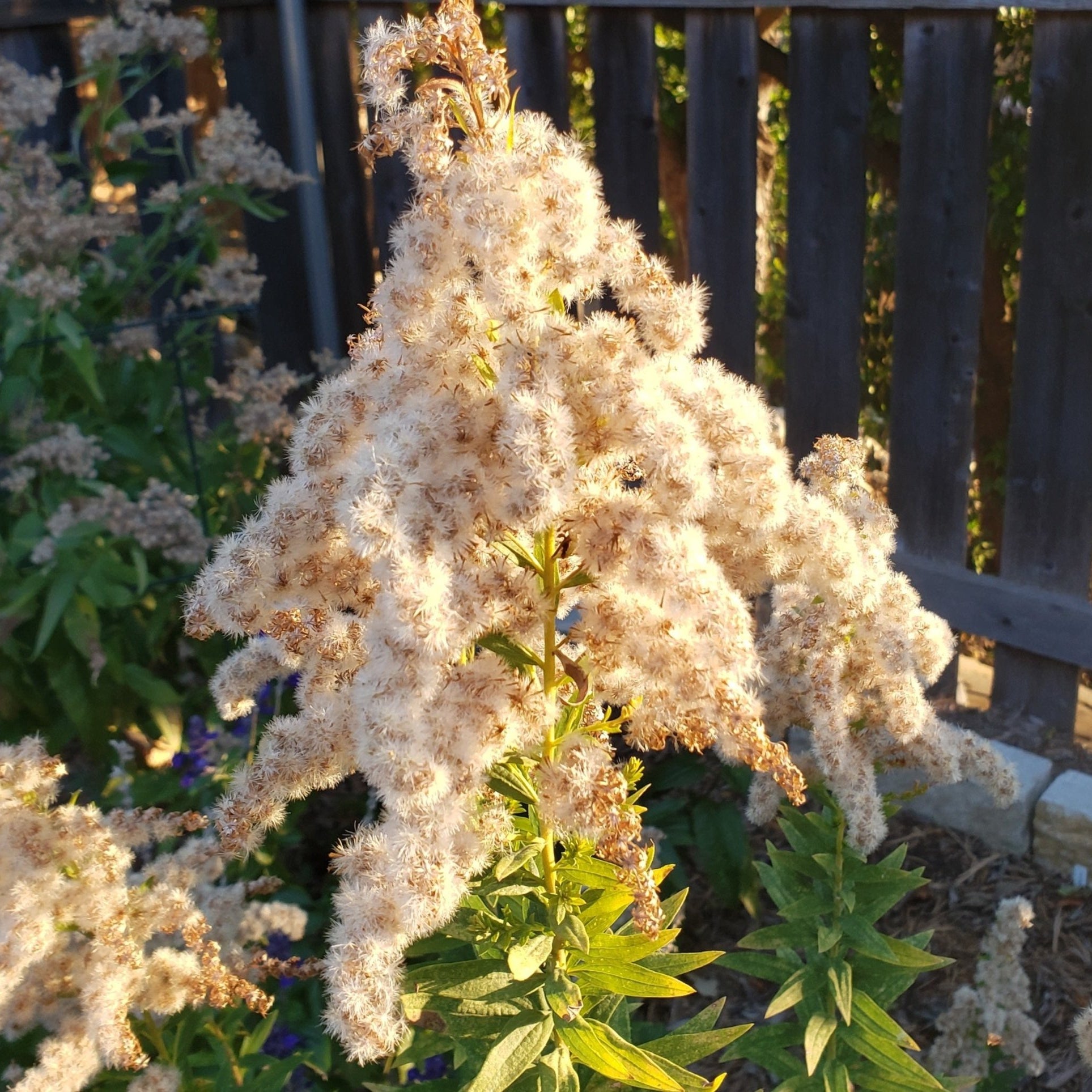 Solidago altissima (Tall Goldenrod)
