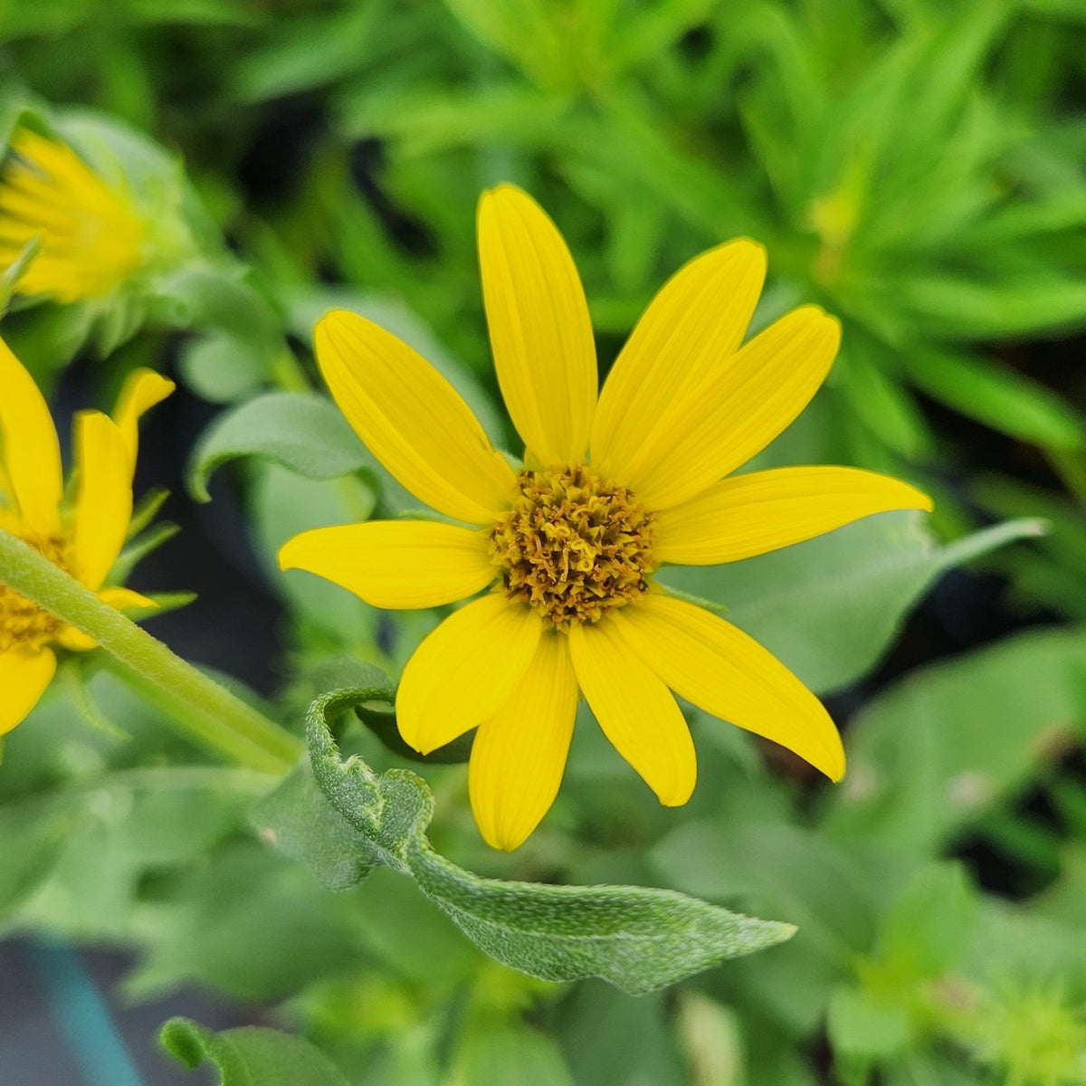 Helianthus maximiliani (Maximilian Sunflower)