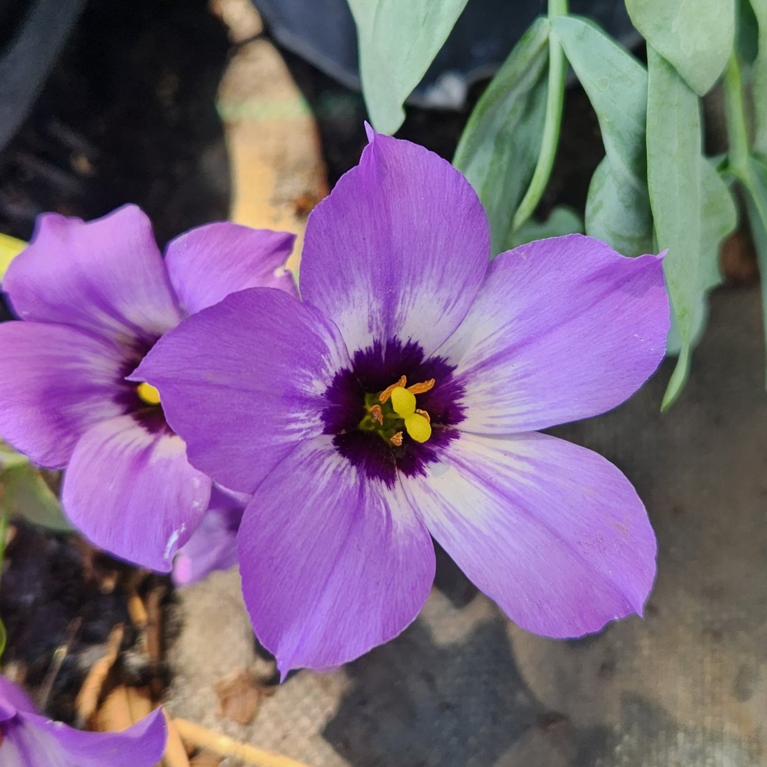 Eustoma exaltatum ssp. russellianum (Texas Bluebells)