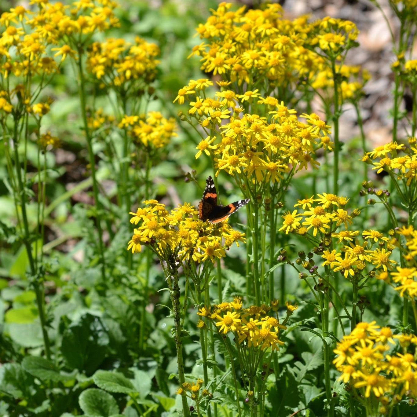 Packera obovata (Golden Groundsel)