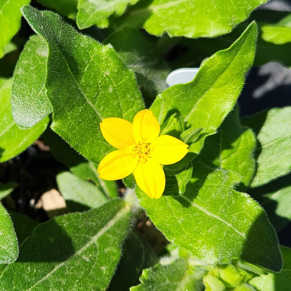 Lindheimera texana (Texas Yellowstar)