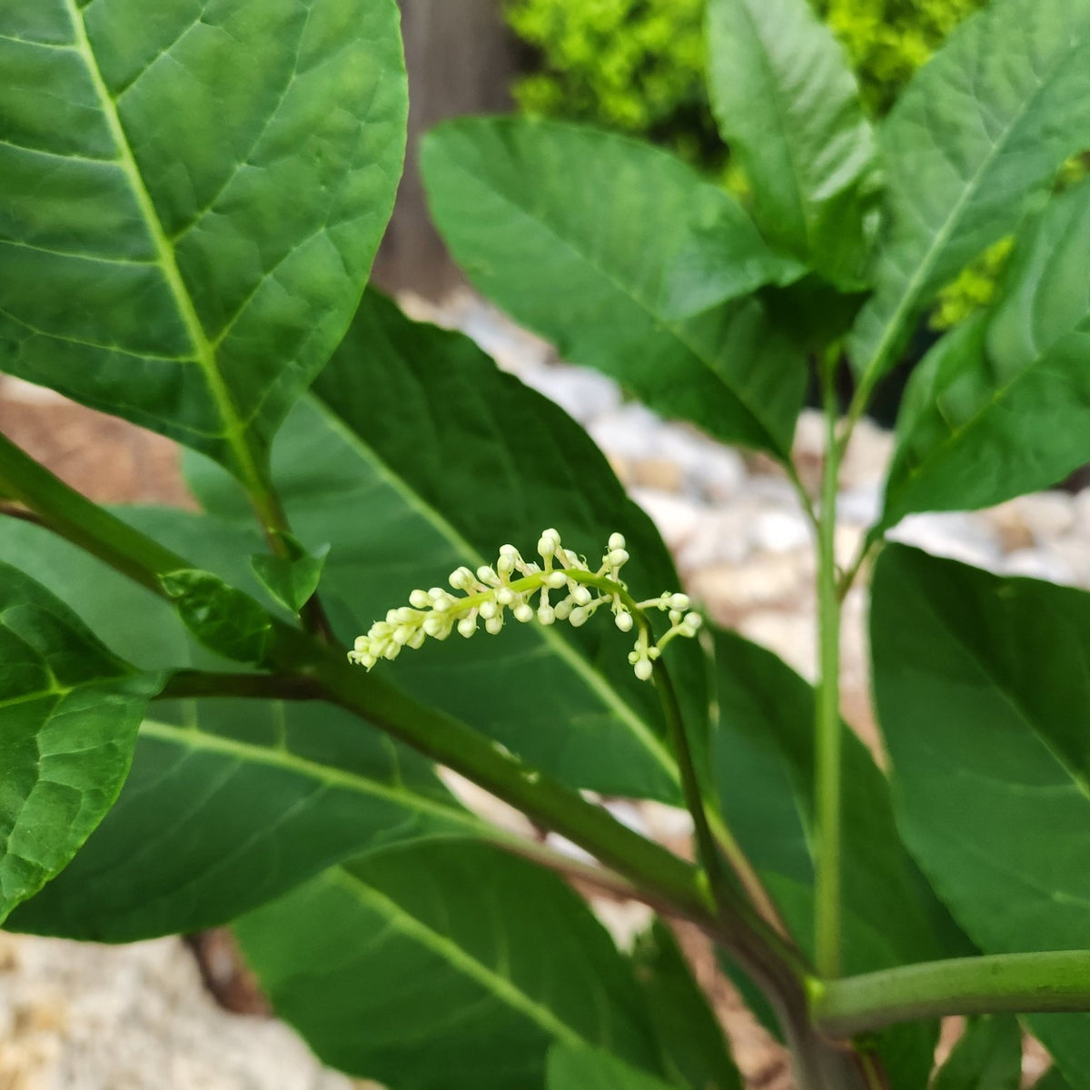 Phytolacca americana (Pokeweed)