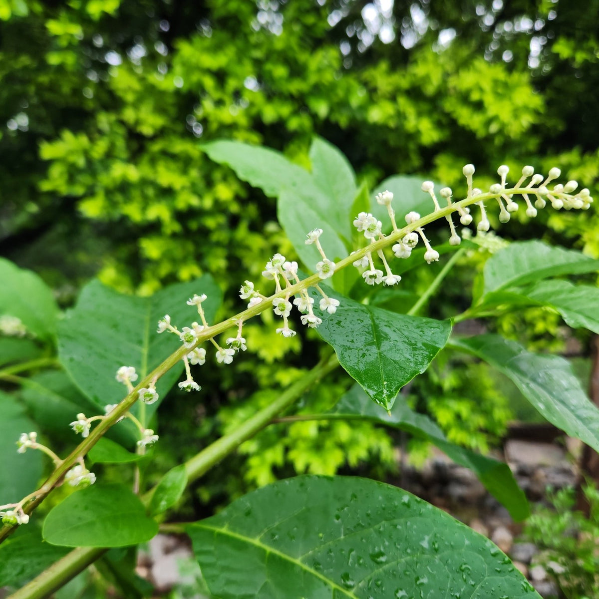 Phytolacca americana (Pokeweed)