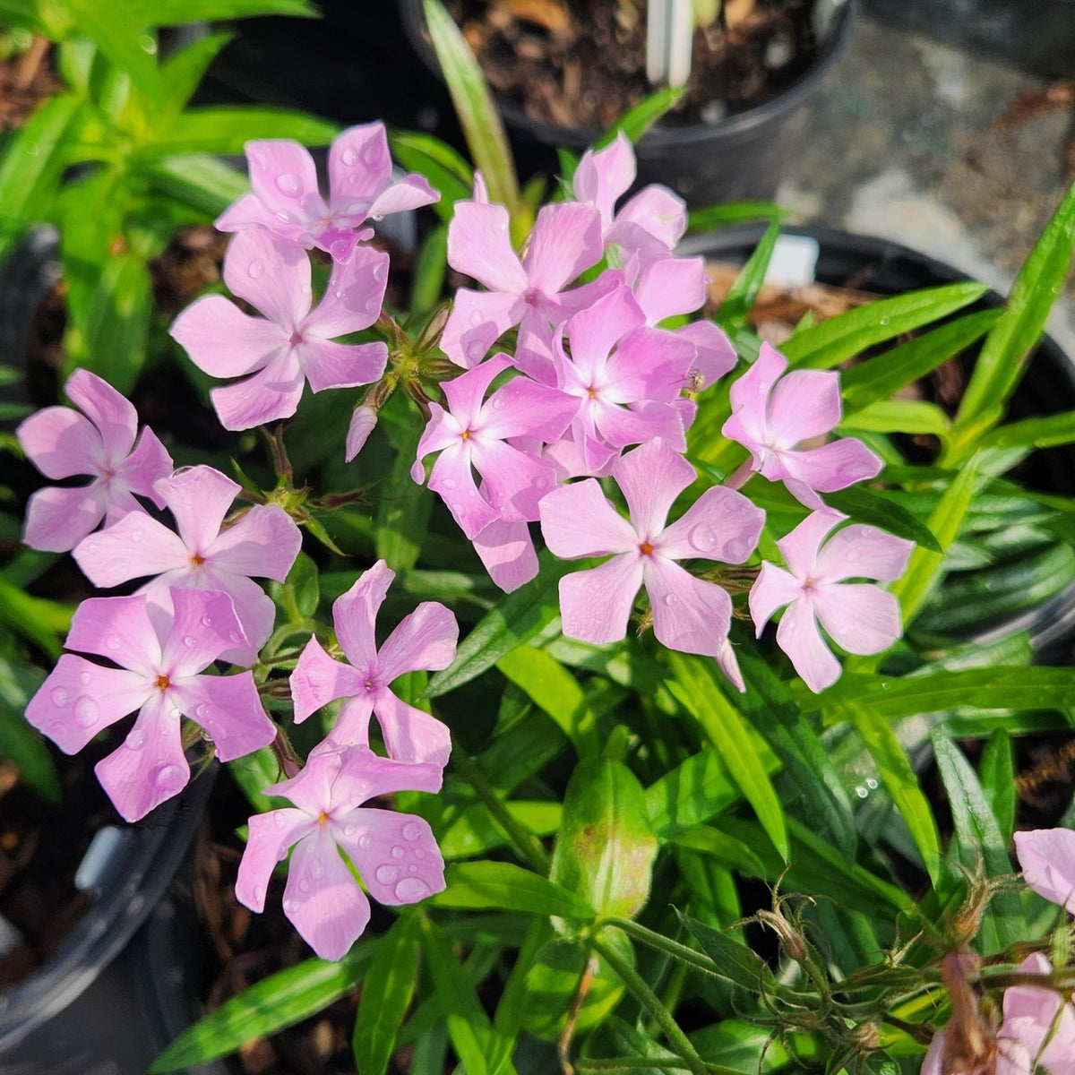 Phlox pilosa (Prairie Phlox)