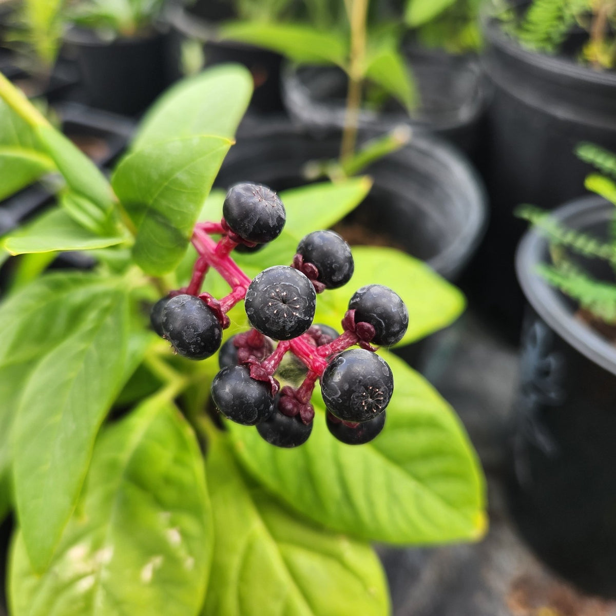 Phytolacca americana (Pokeweed)