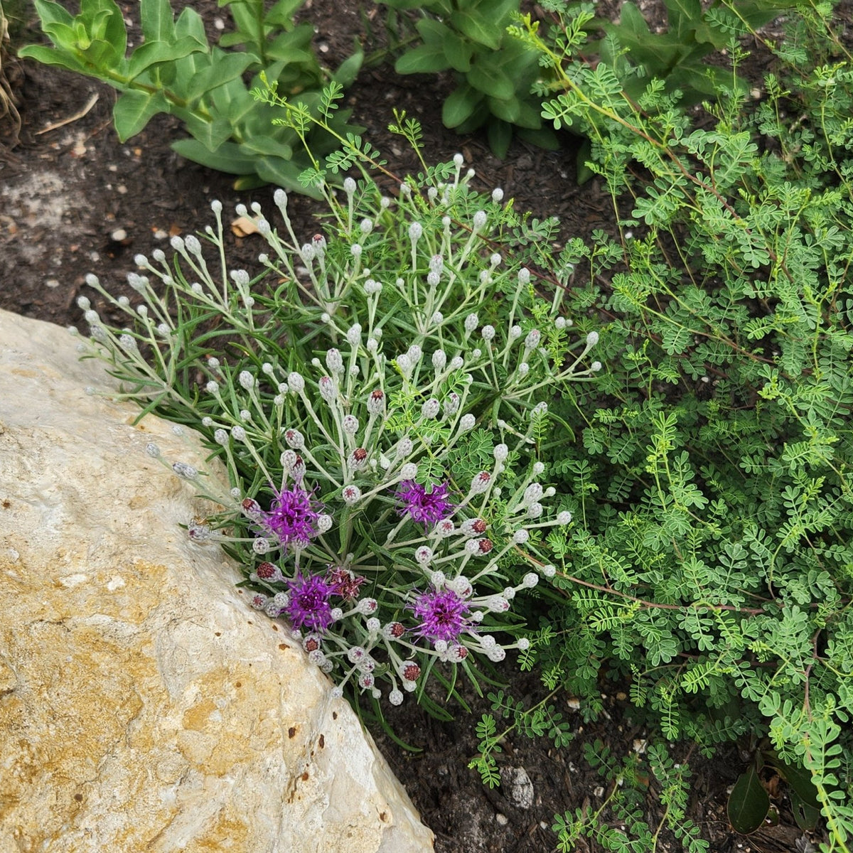Vernonia lindheimeri (Woolly Ironweed)