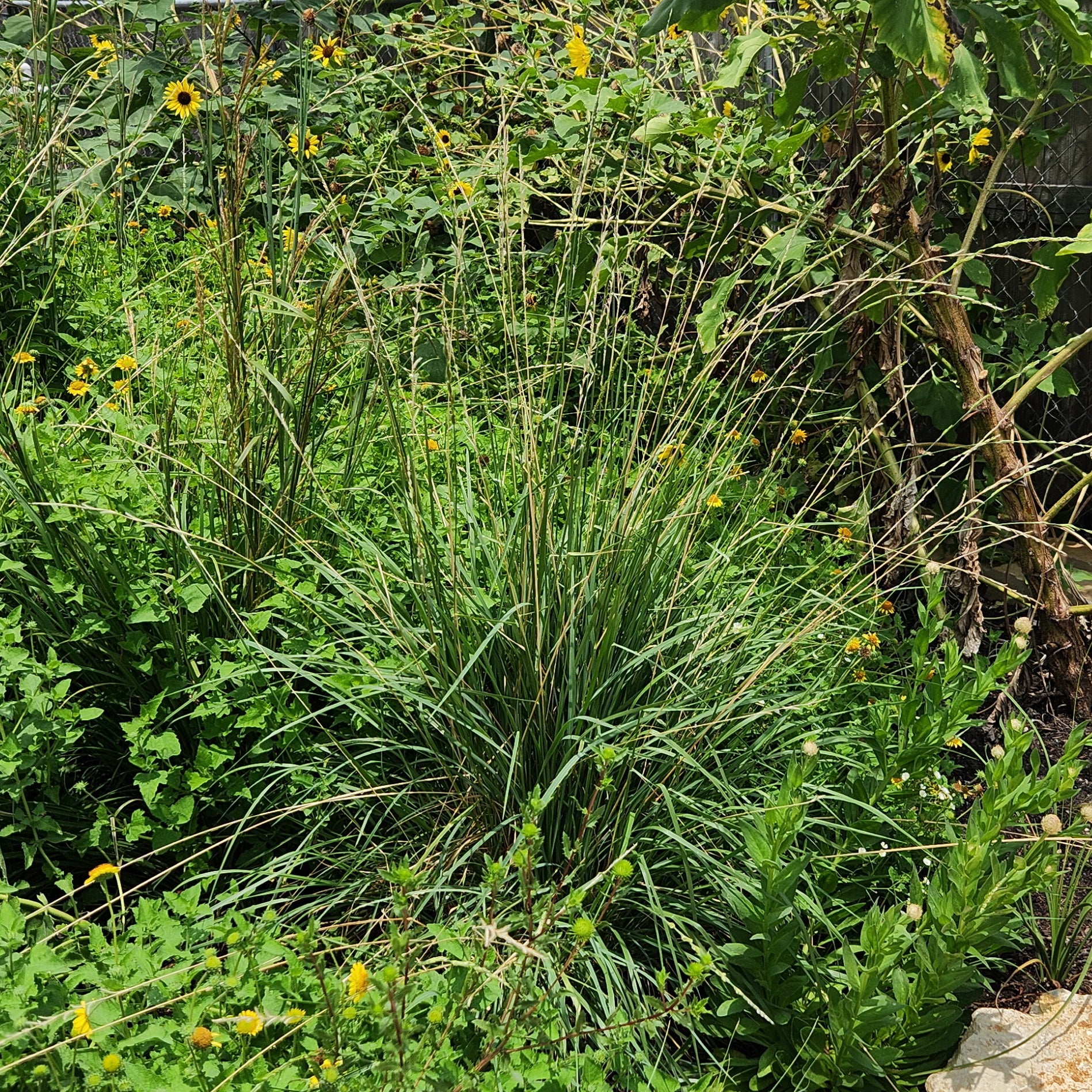 Eriochloa sericea (Texas Cupgrass)