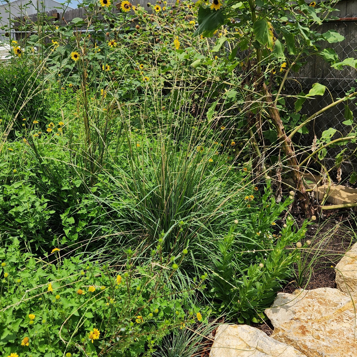 Eriochloa sericea (Texas Cupgrass)