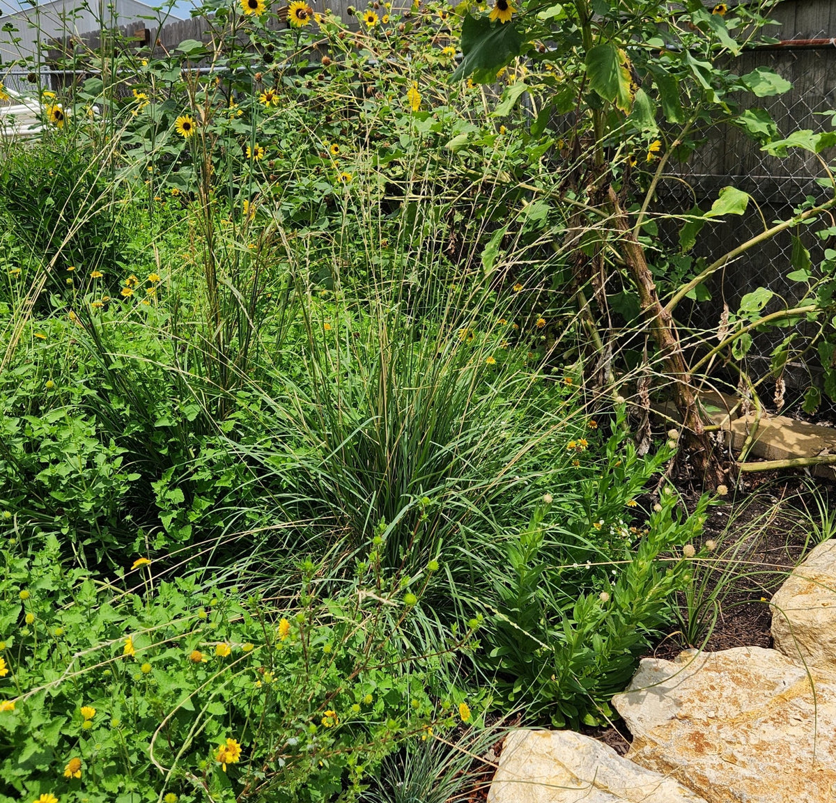 Eriochloa sericea (Texas Cupgrass)