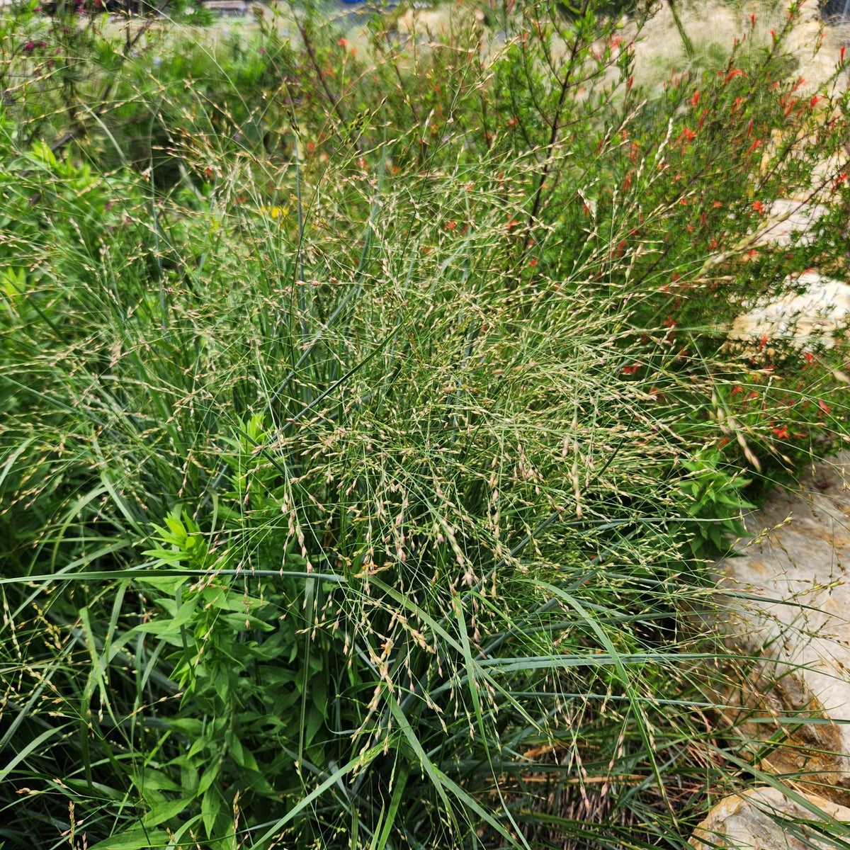 Panicum virgatum (Switchgrass)