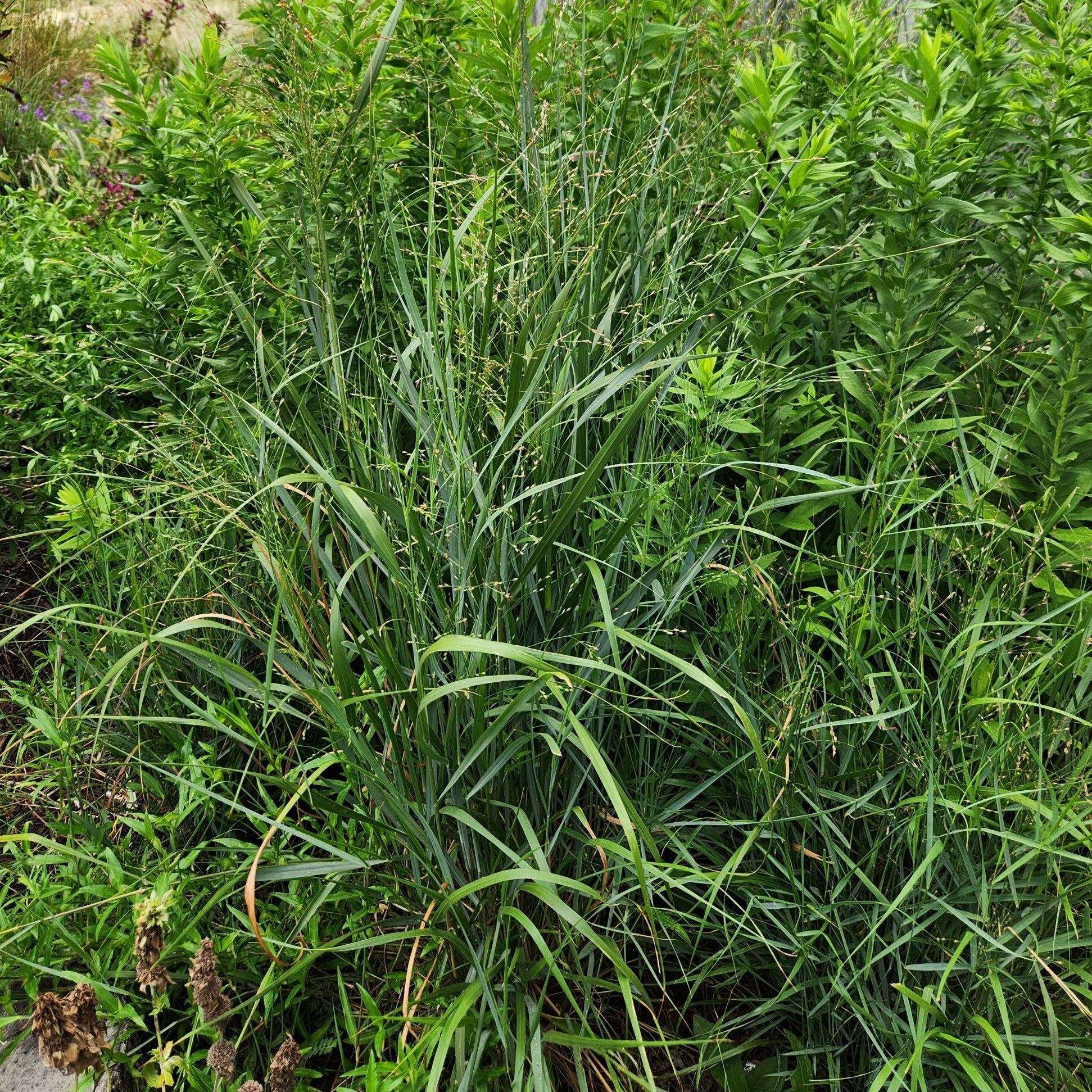 Panicum virgatum (Switchgrass)