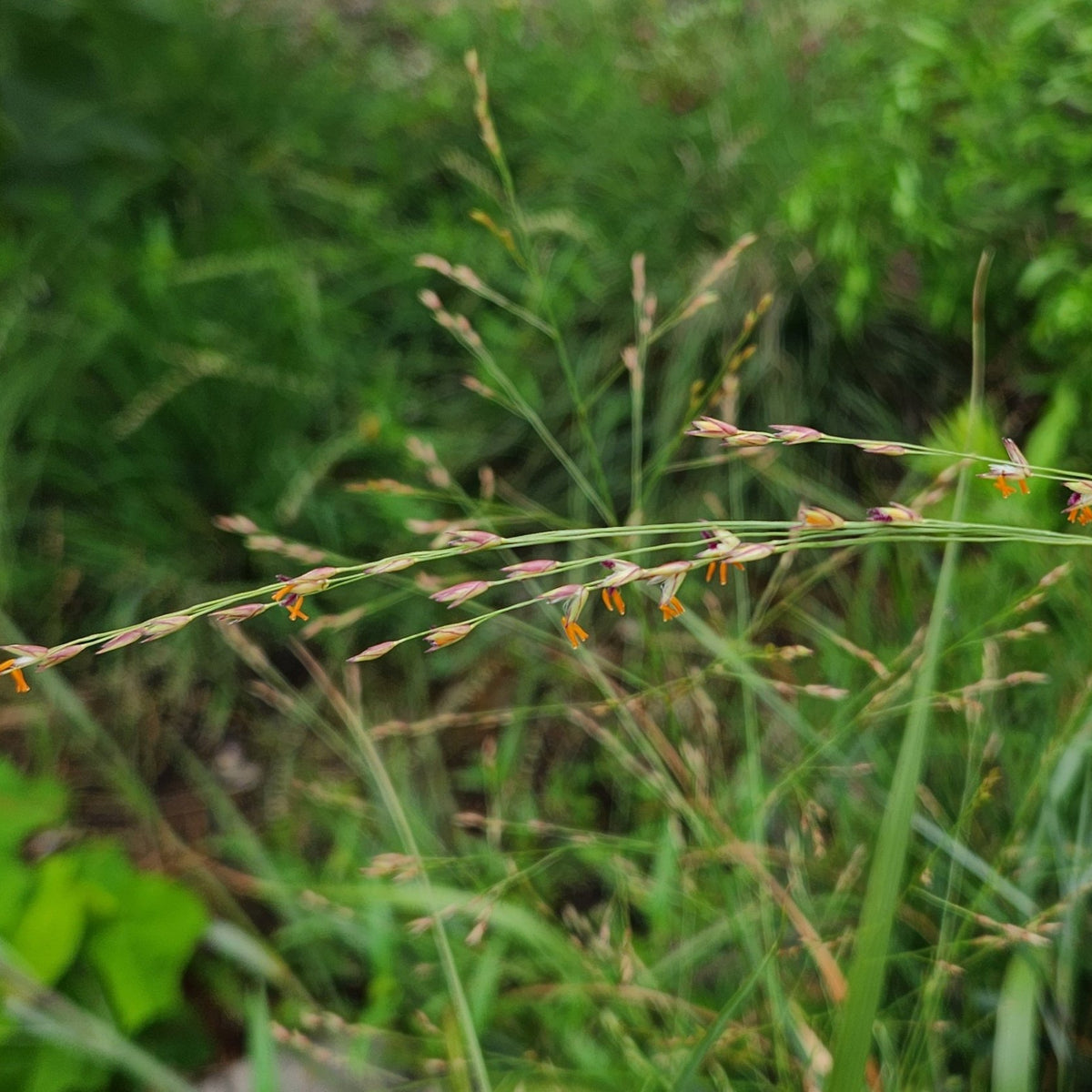 Panicum virgatum (Switchgrass)