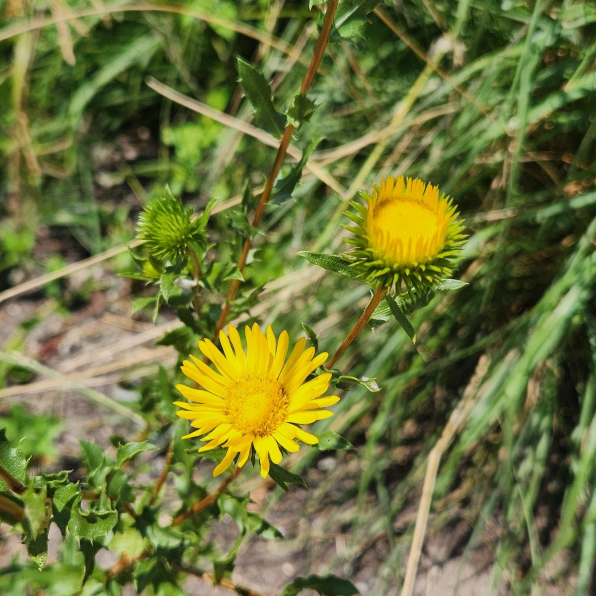 Grindelia squarrosa Curlycup Gumweed