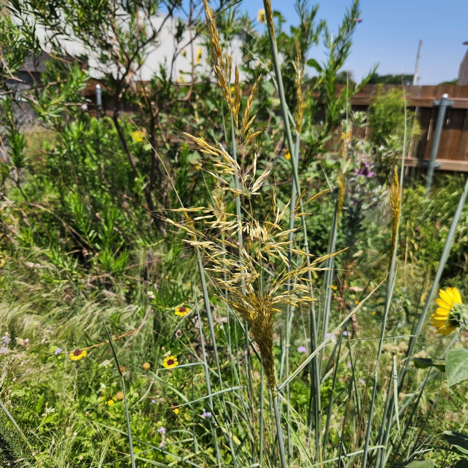 Sorghastrum nutans (Indiangrass)