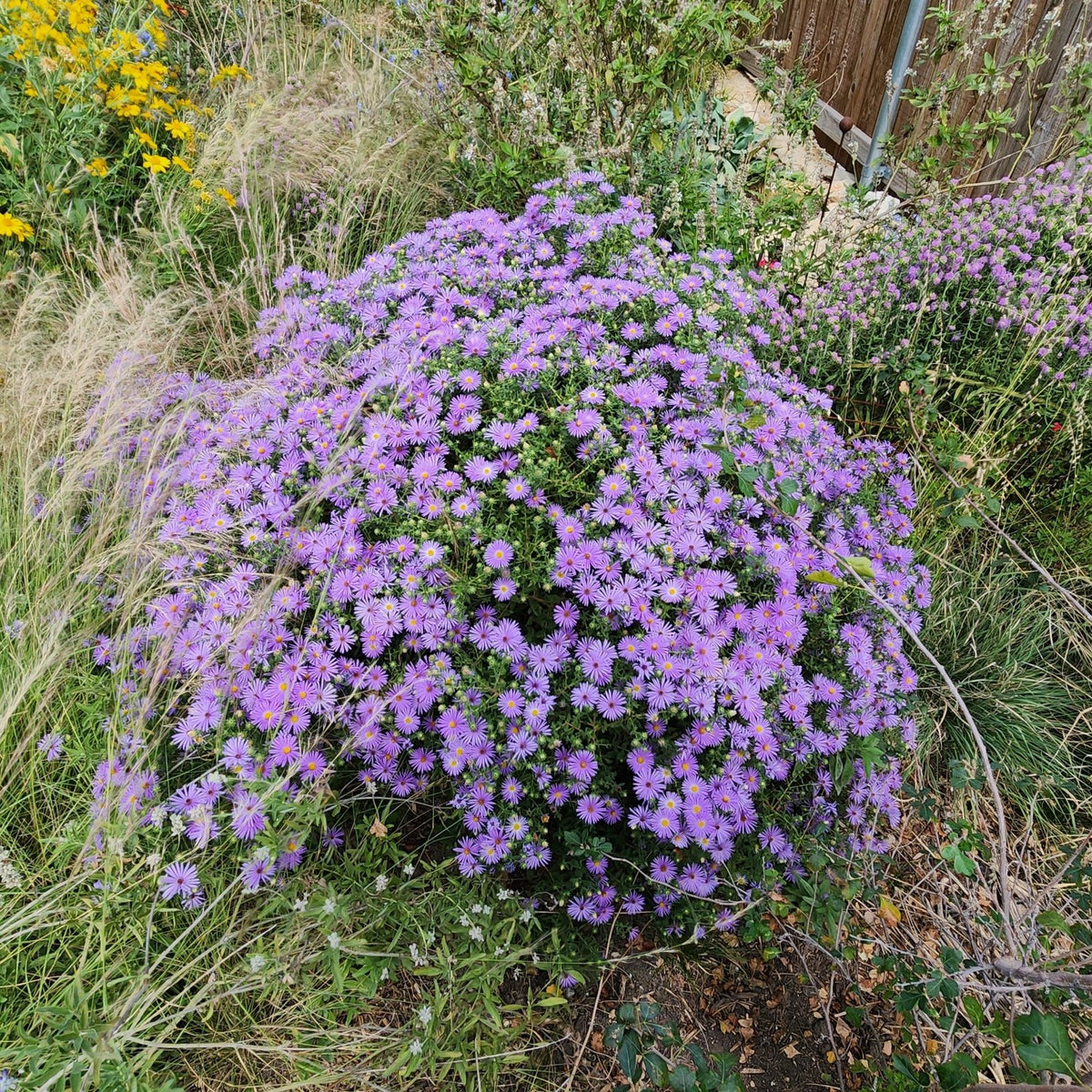 Symphyotrichum oblongifolium sp. (Fall Aster)