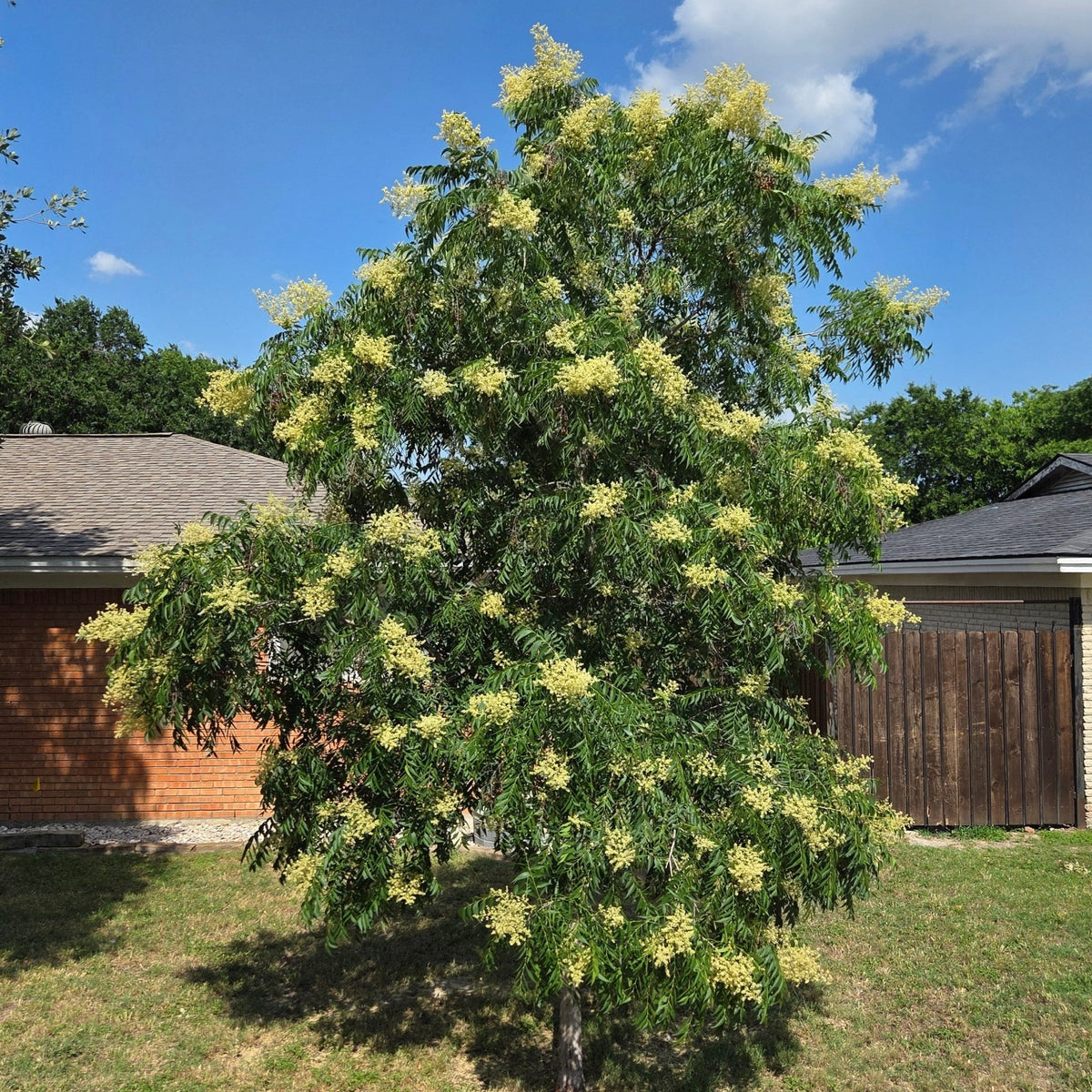 Sapindus saponaria var. drummondii (Western Soapberry)
