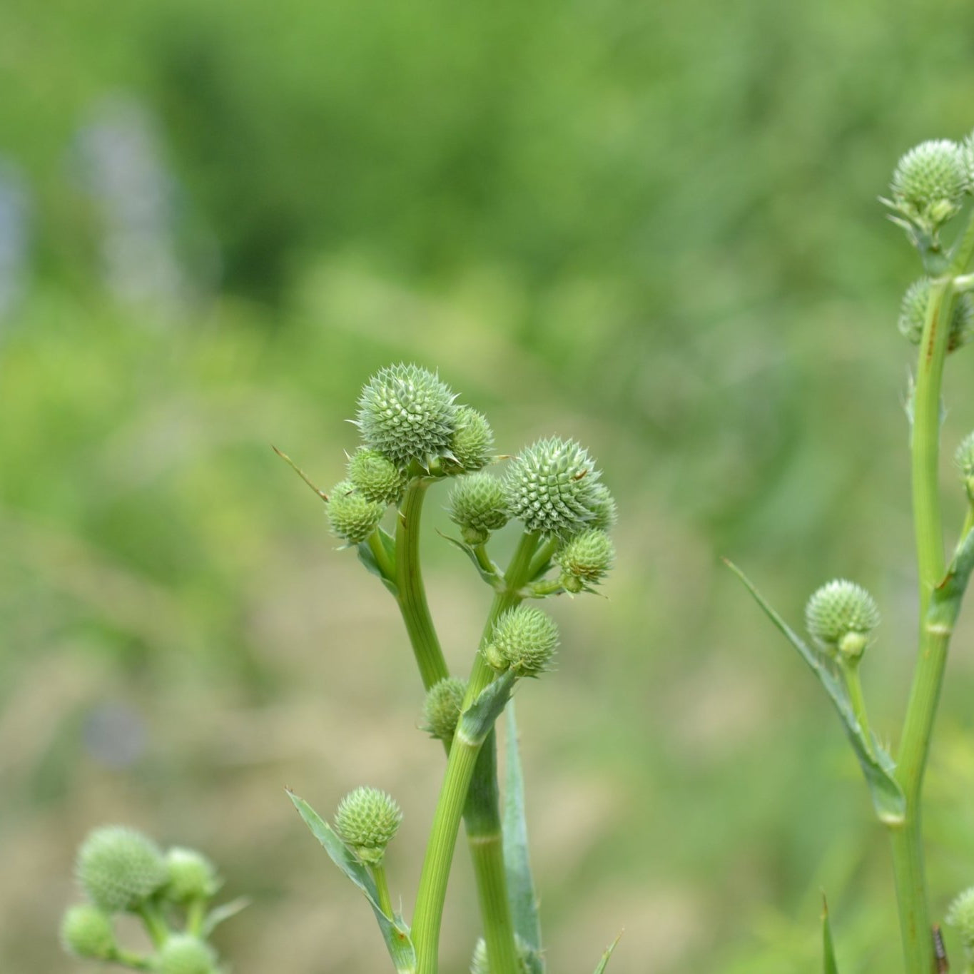 Eryngium yuccifolium (Rattlesnake Master)