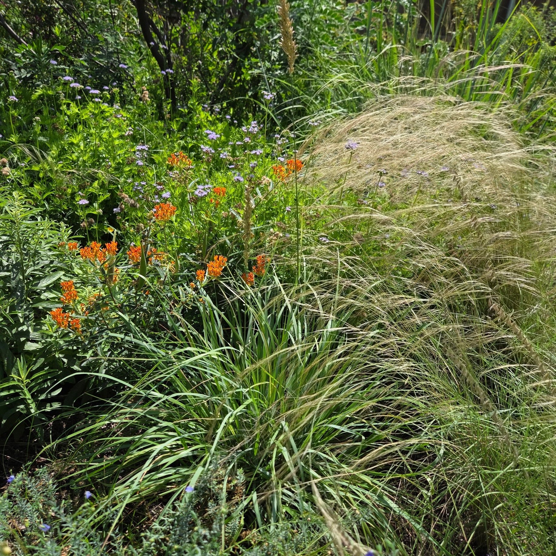 Tridens congestus (Pink Fluffgrass)