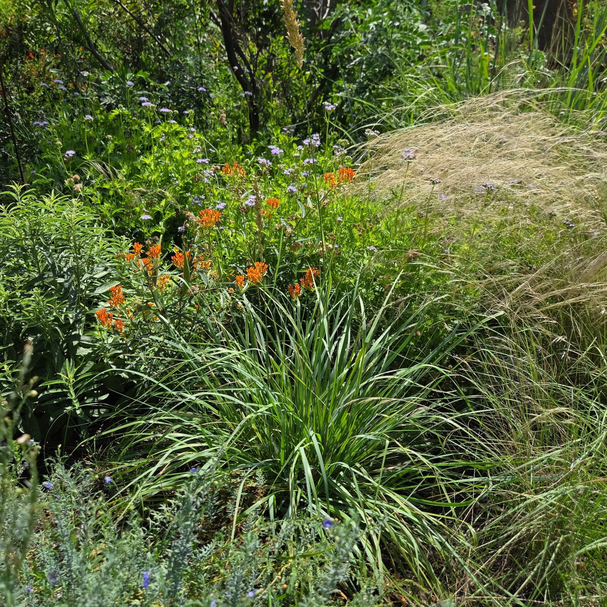 Tridens congestus (Pink Fluffgrass)