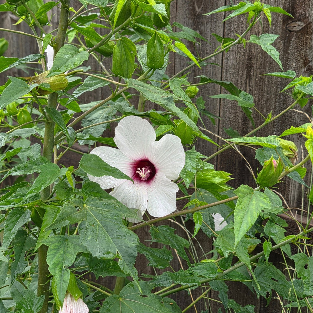 Hibiscus laevis (Halberdleaf Hibiscus)