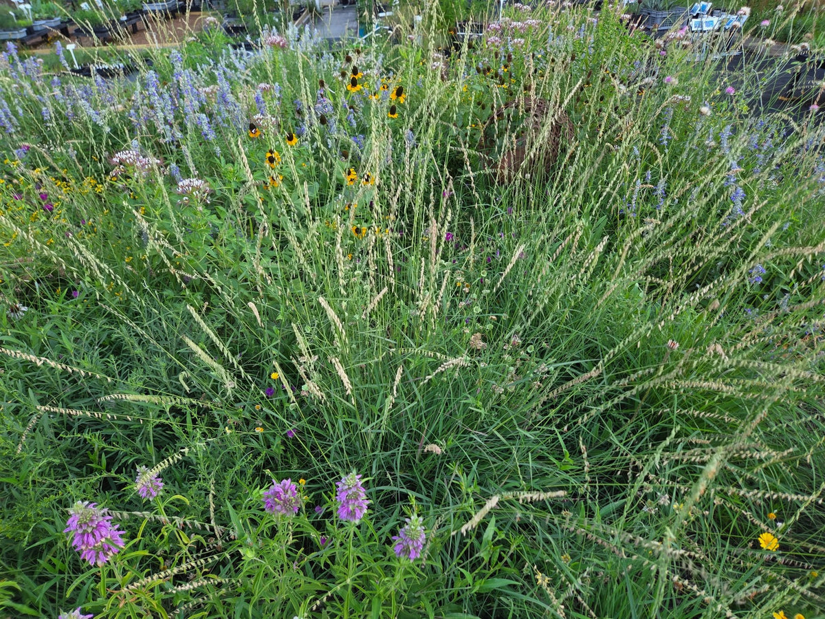 Sideoats grama (Bouteloua curtipendula)