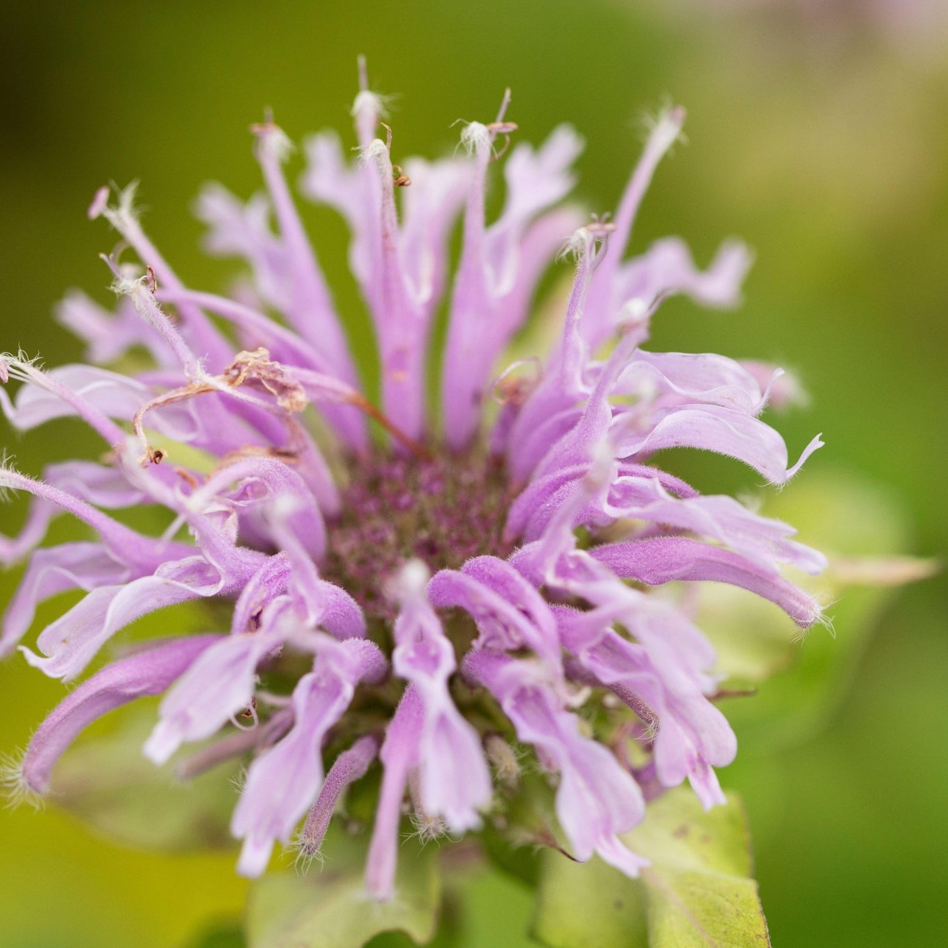 Monarda fistulosa (Wild Bergamot)