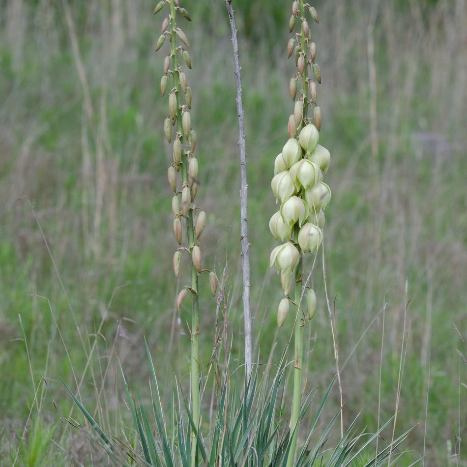 Yucca arkansana (Arkansas Yucca)