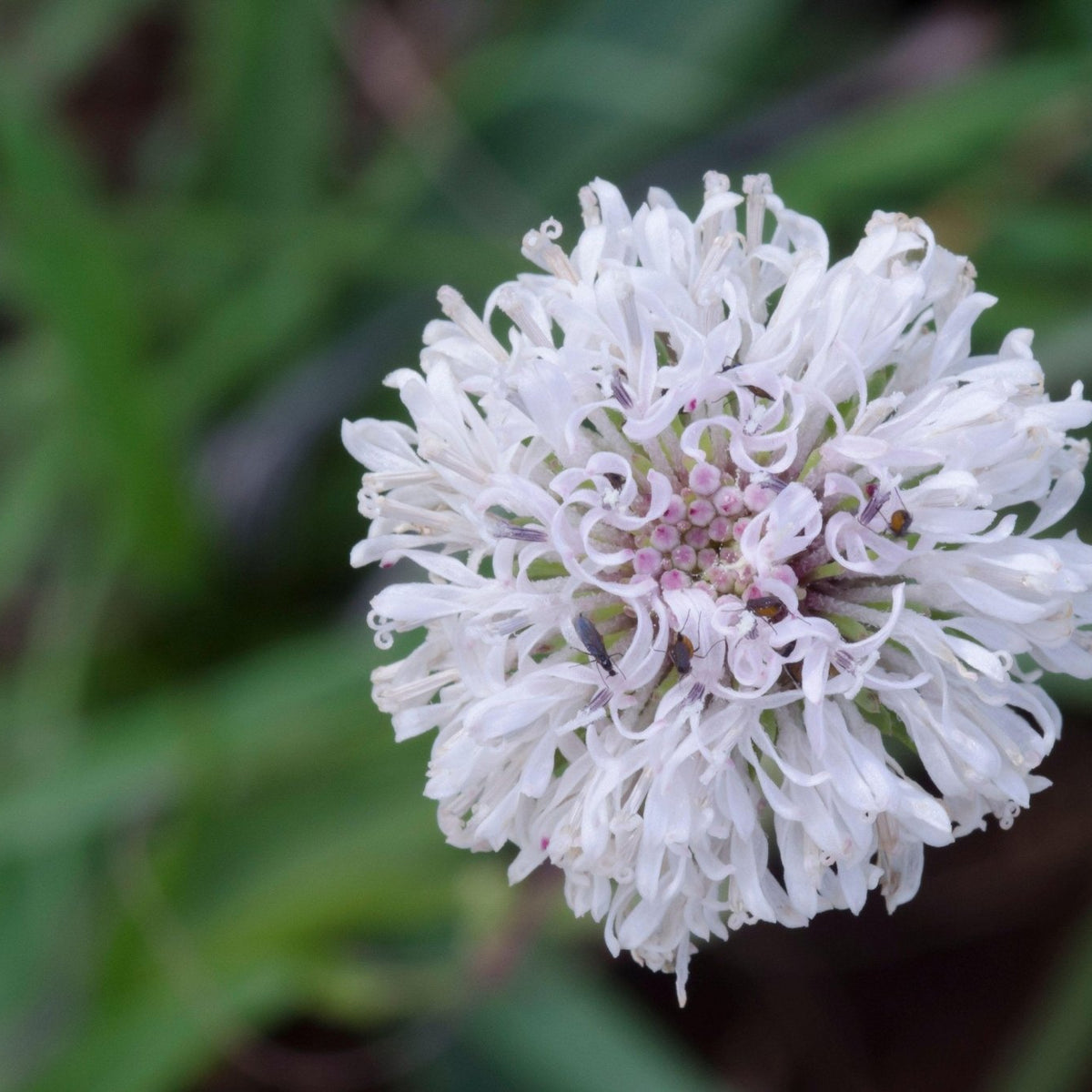 Marshallia caespitosa (Barbara's Buttons)