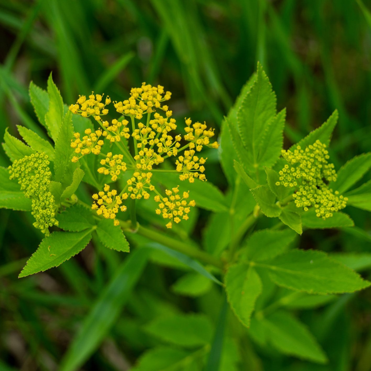 Zizia aurea (Golden Alexanders)