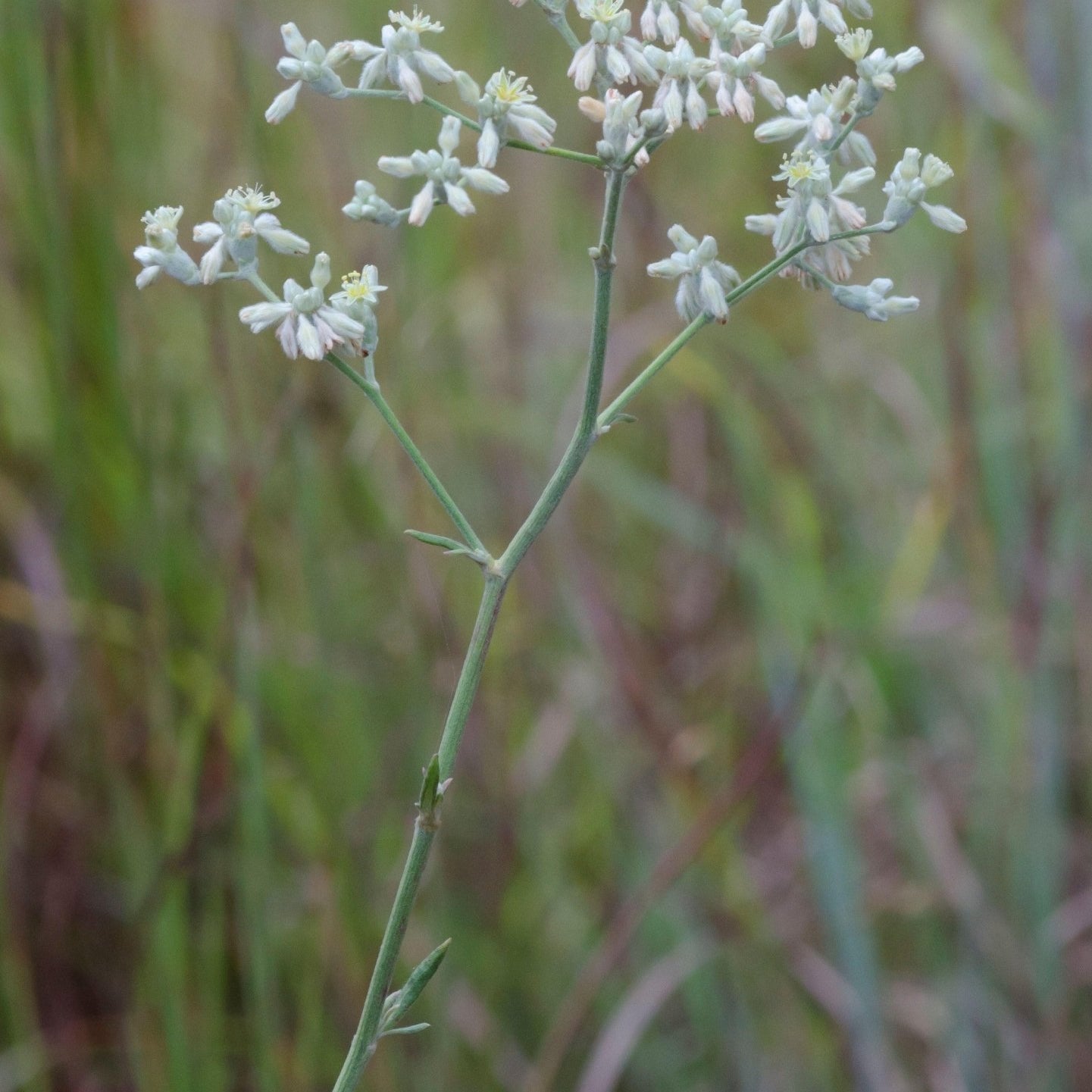 Eriogonum longifolium (Longleaf Buckwheat)