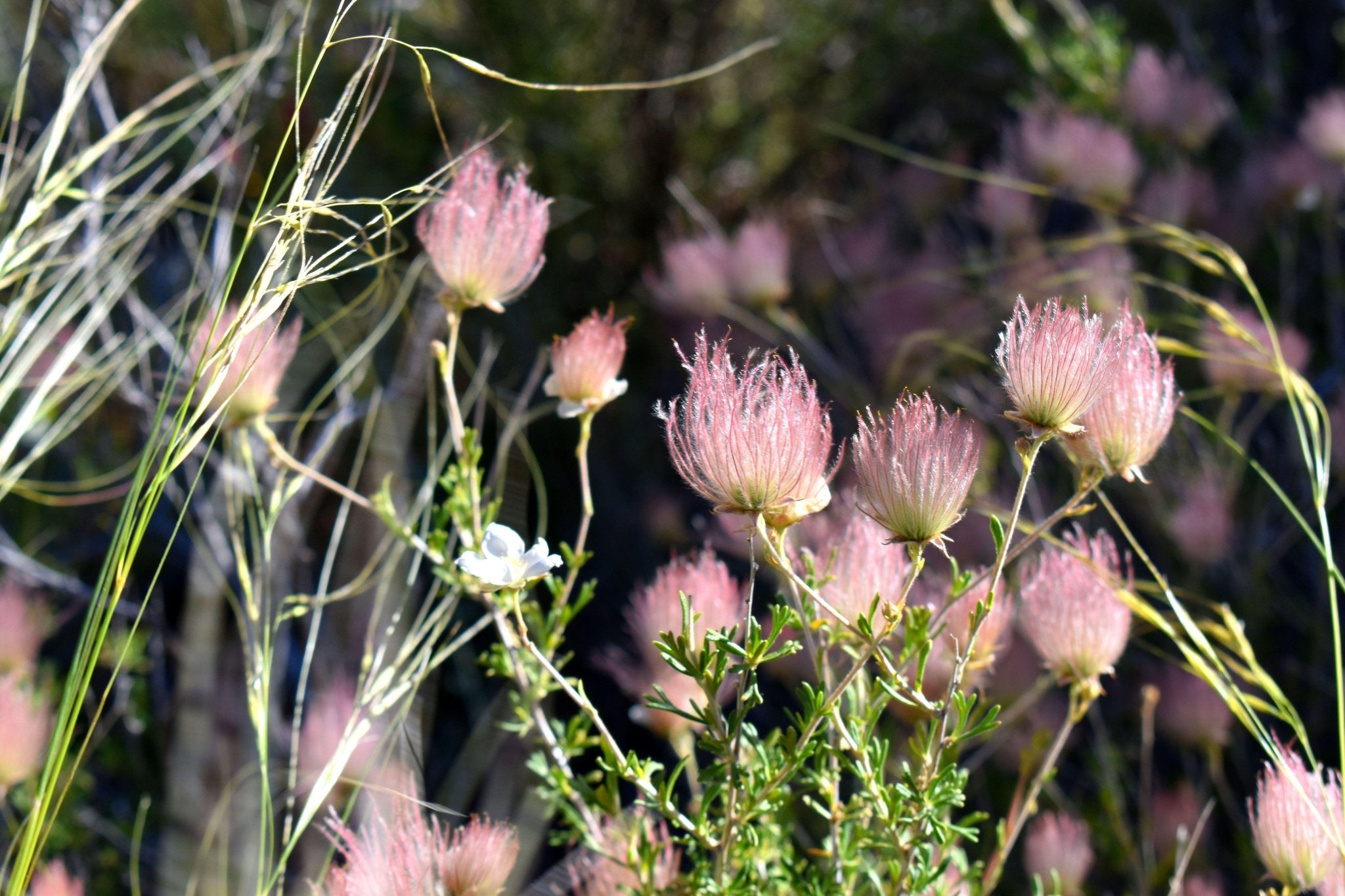Fallugia paradoxa (Apache Plume)