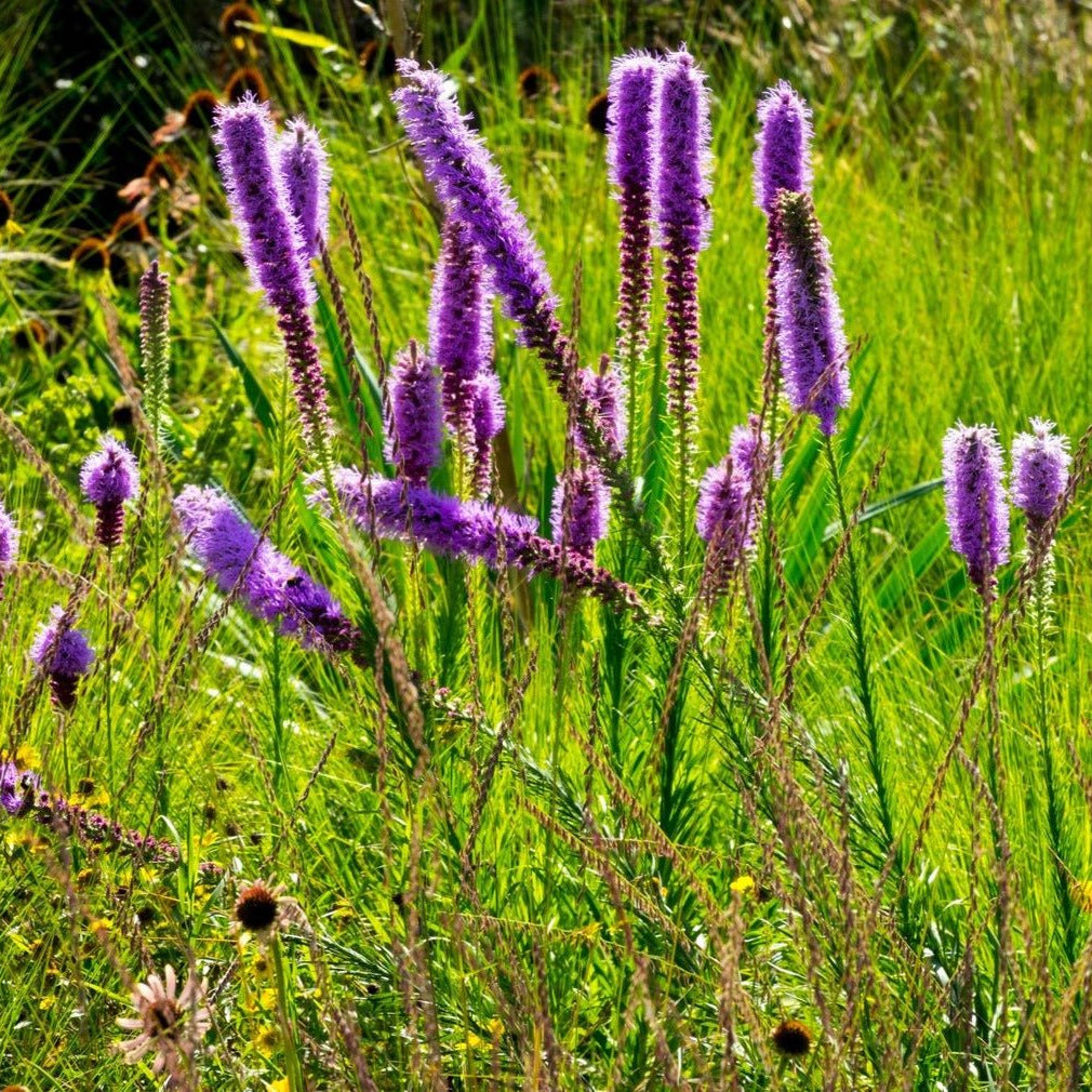 Liatris pycnostachya (Prairie Gayfeather)