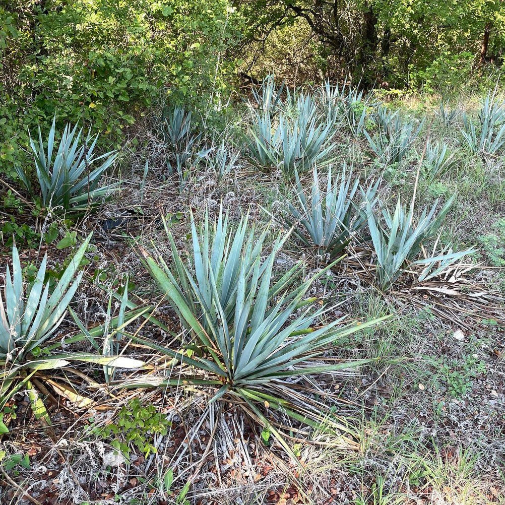 Yucca pallida (Pale-Leaf Yucca)