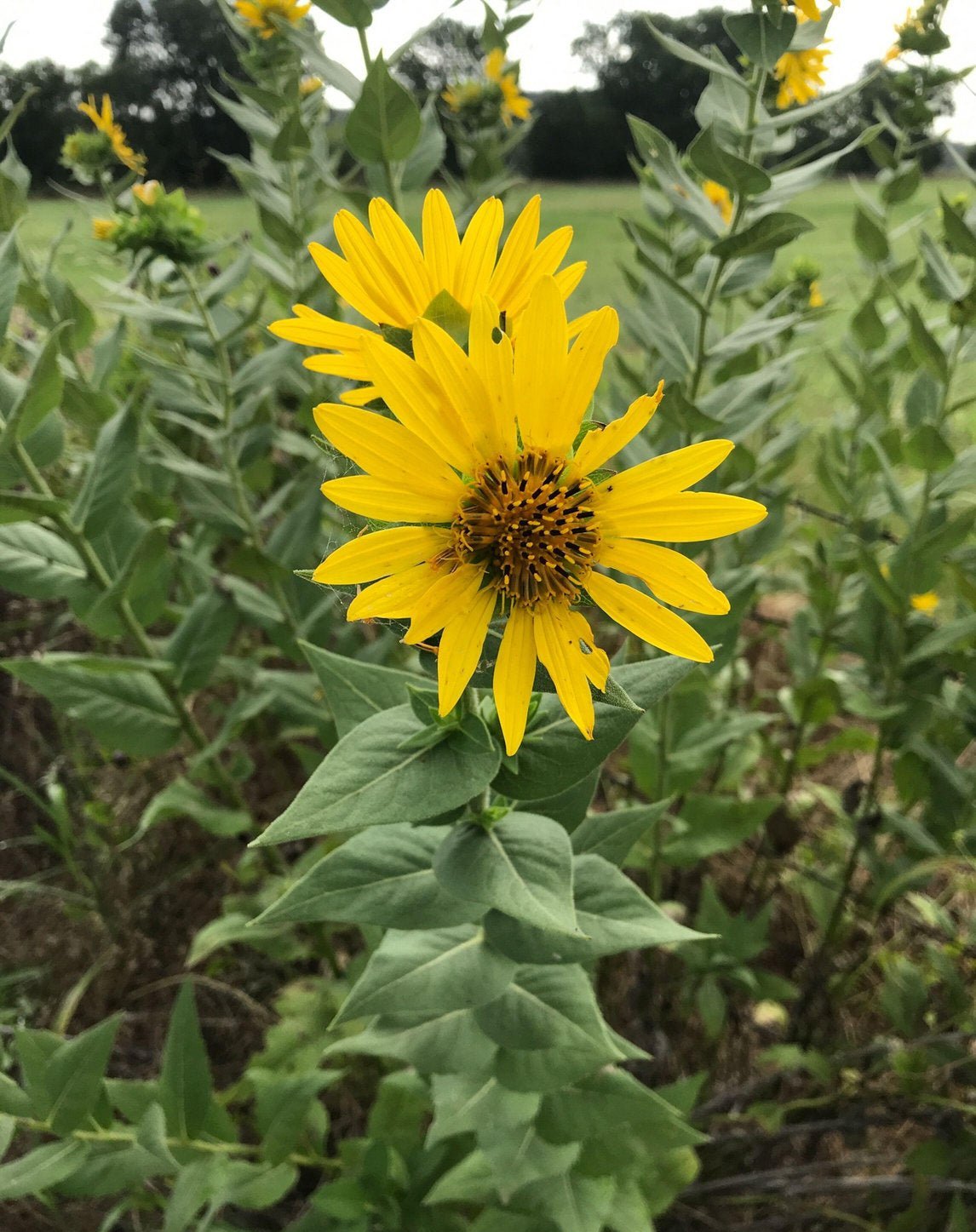 Silphium radula (Roughstem Rosinweed)