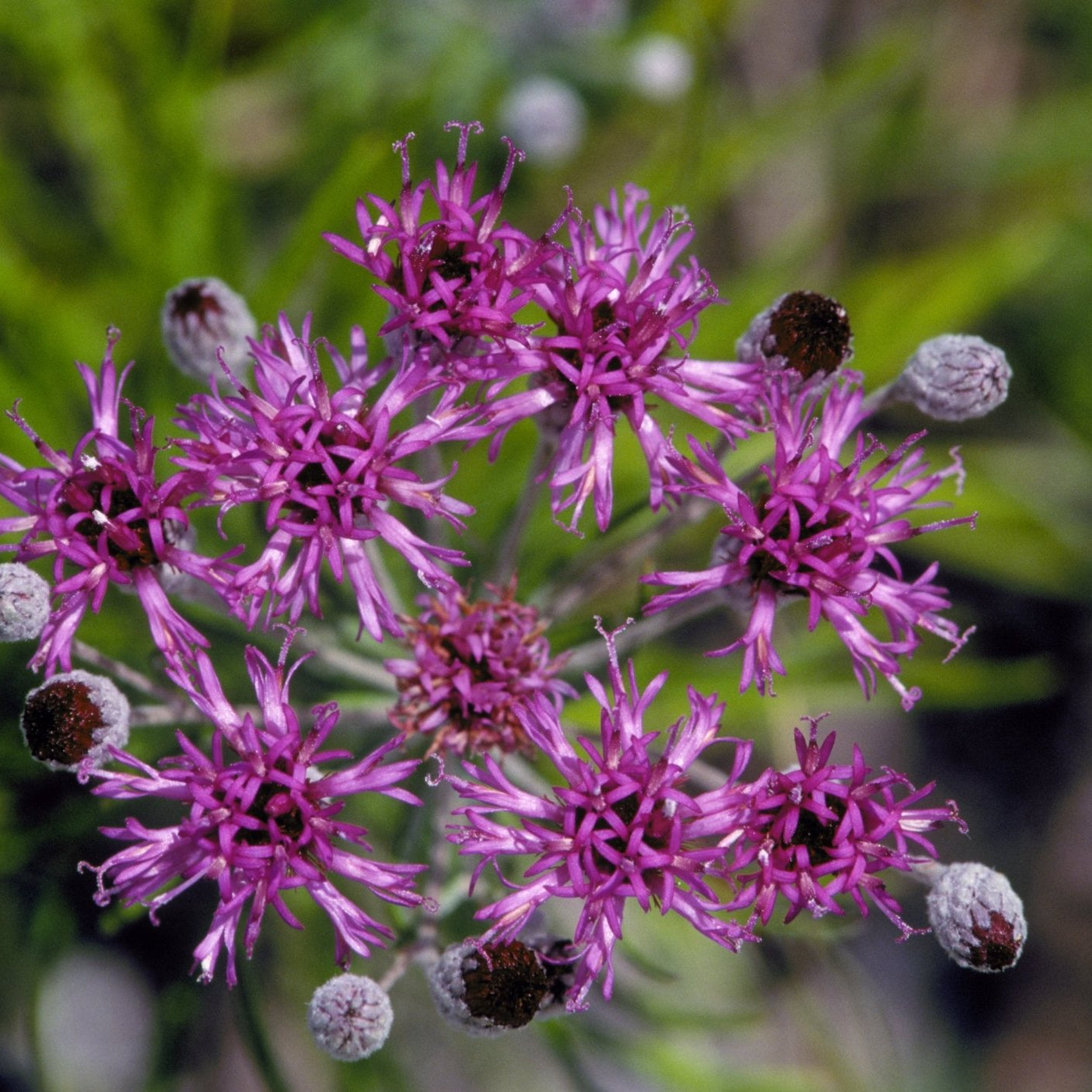Vernonia lindheimeri (Woolly Ironweed)
