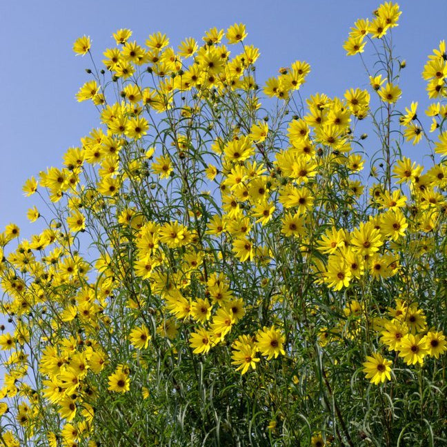 Helianthus salicifolius (Willowleaf Sunflower)
