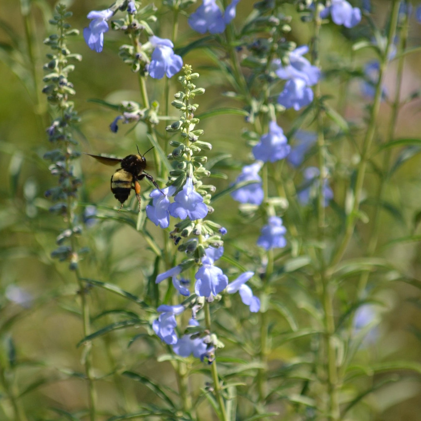 Salvia azurea (Azure Blue Sage)