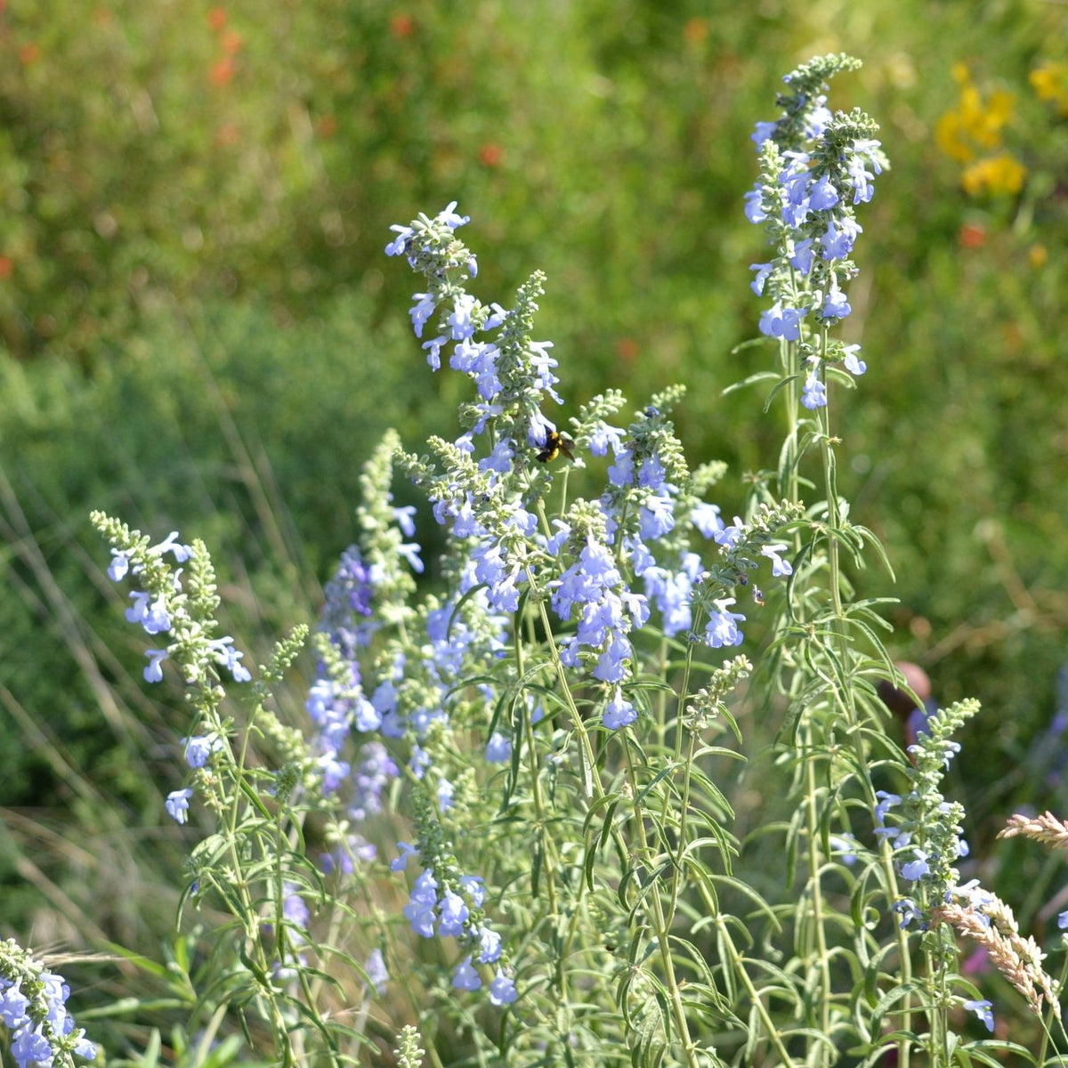 Salvia azurea (Azure Blue Sage)