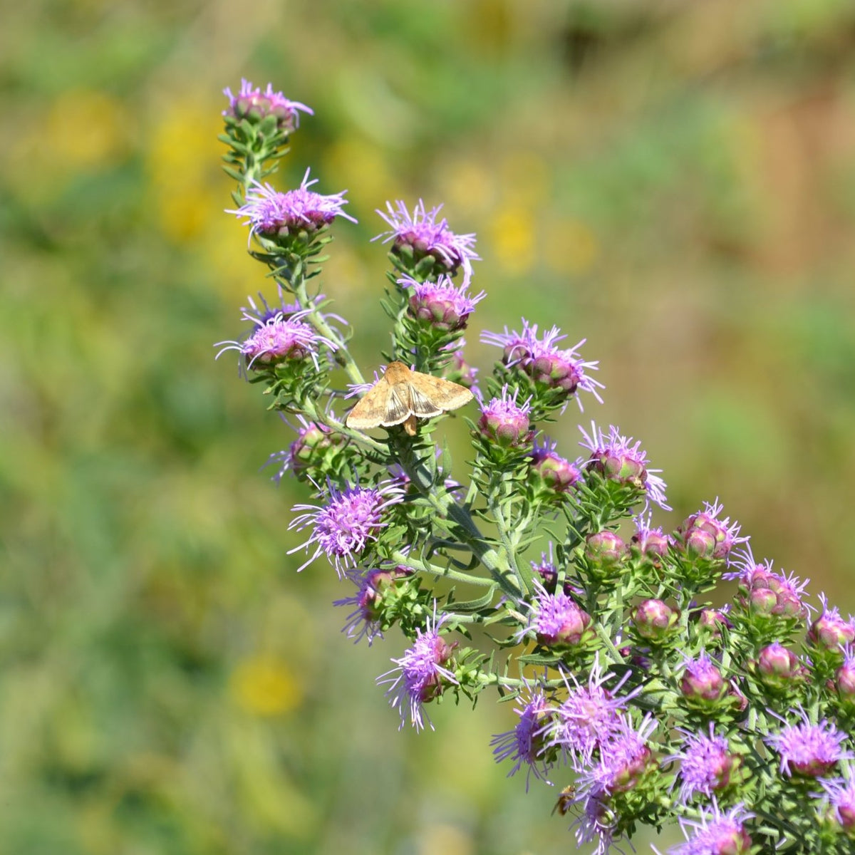 Liatris aspera (Rough Gayfeather)