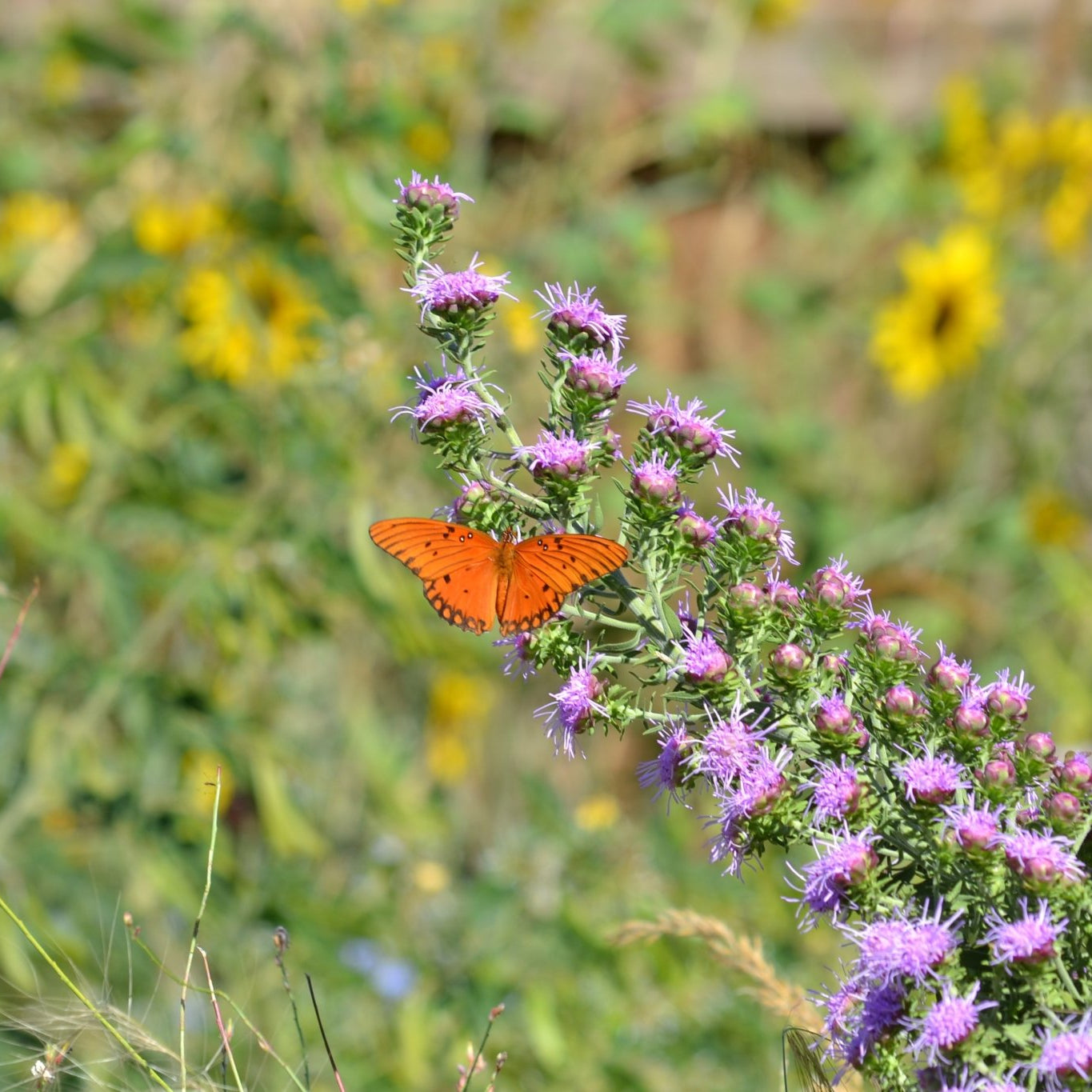 Liatris aspera (Rough Gayfeather)