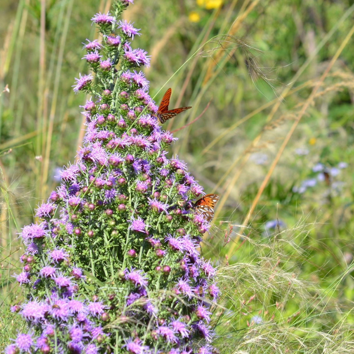 Liatris aspera (Rough Gayfeather)