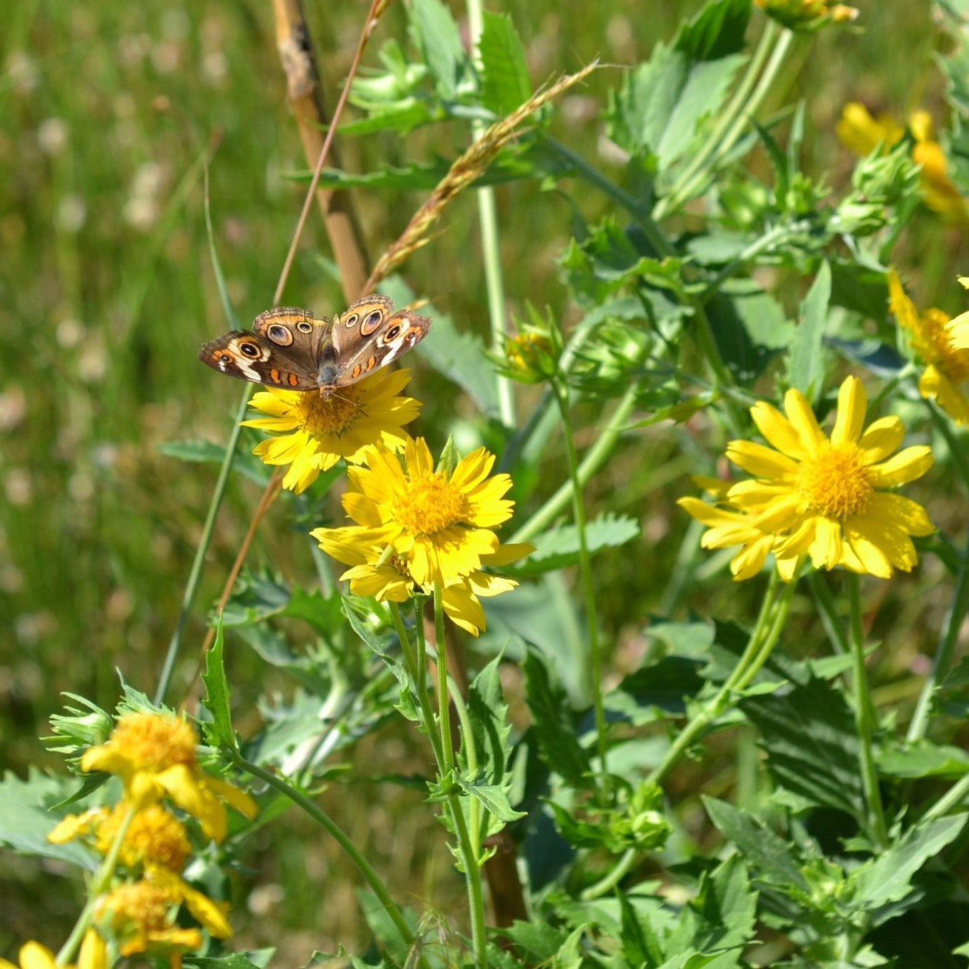 Cowpen Daisy Verbesina encelioides