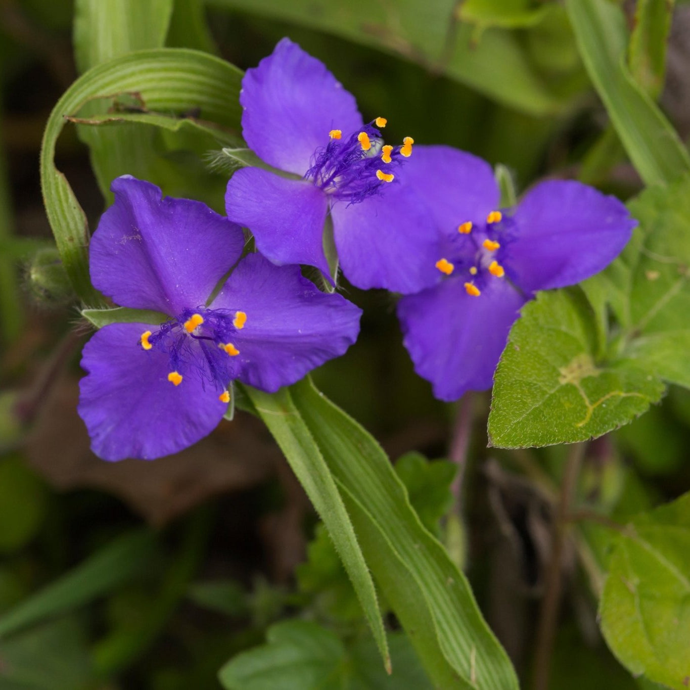 Tradescantia occidentalis (Prairie Spiderwort)