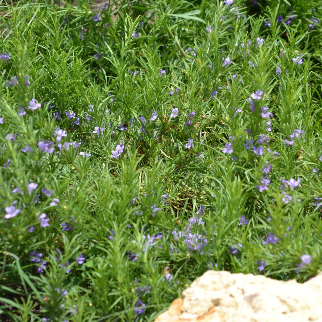 Dyschoriste linearis (Snake Herb)