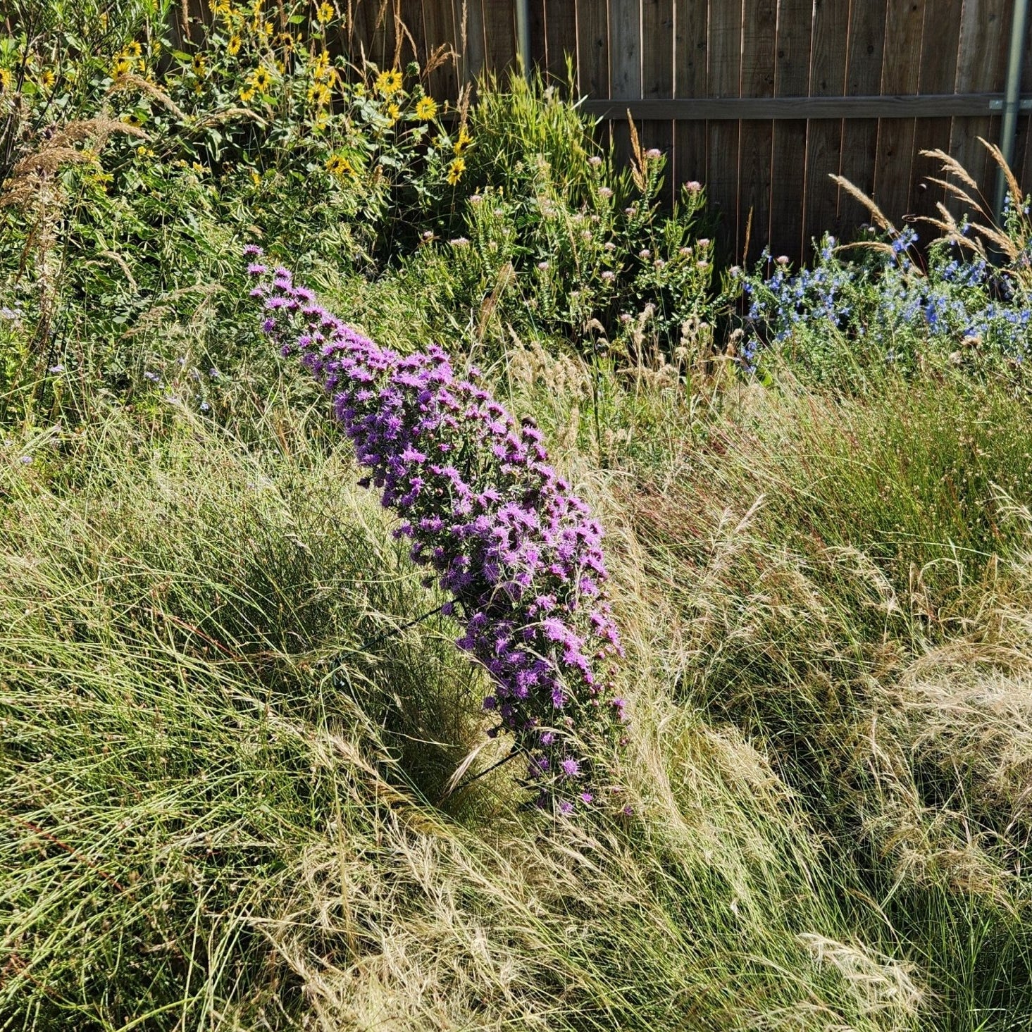 Liatris aspera (Rough Gayfeather)