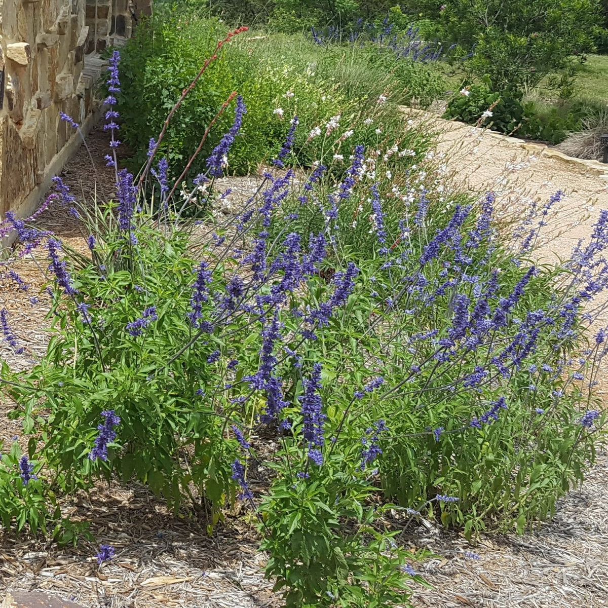 Salvia 'Henry Duelberg' (Salvia farinacea 'Henry Duelberg')