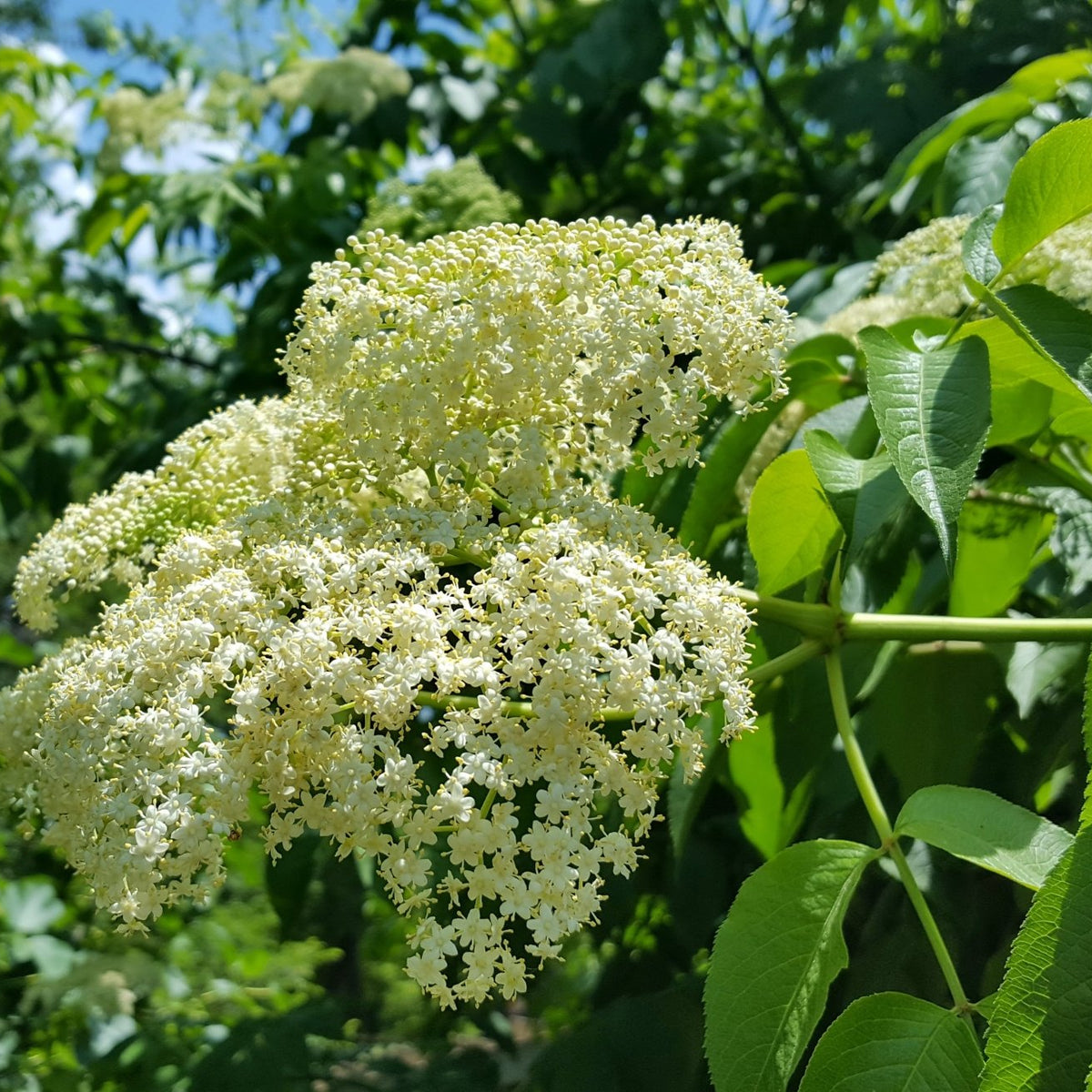Elderberry (Sambucus canadensis)