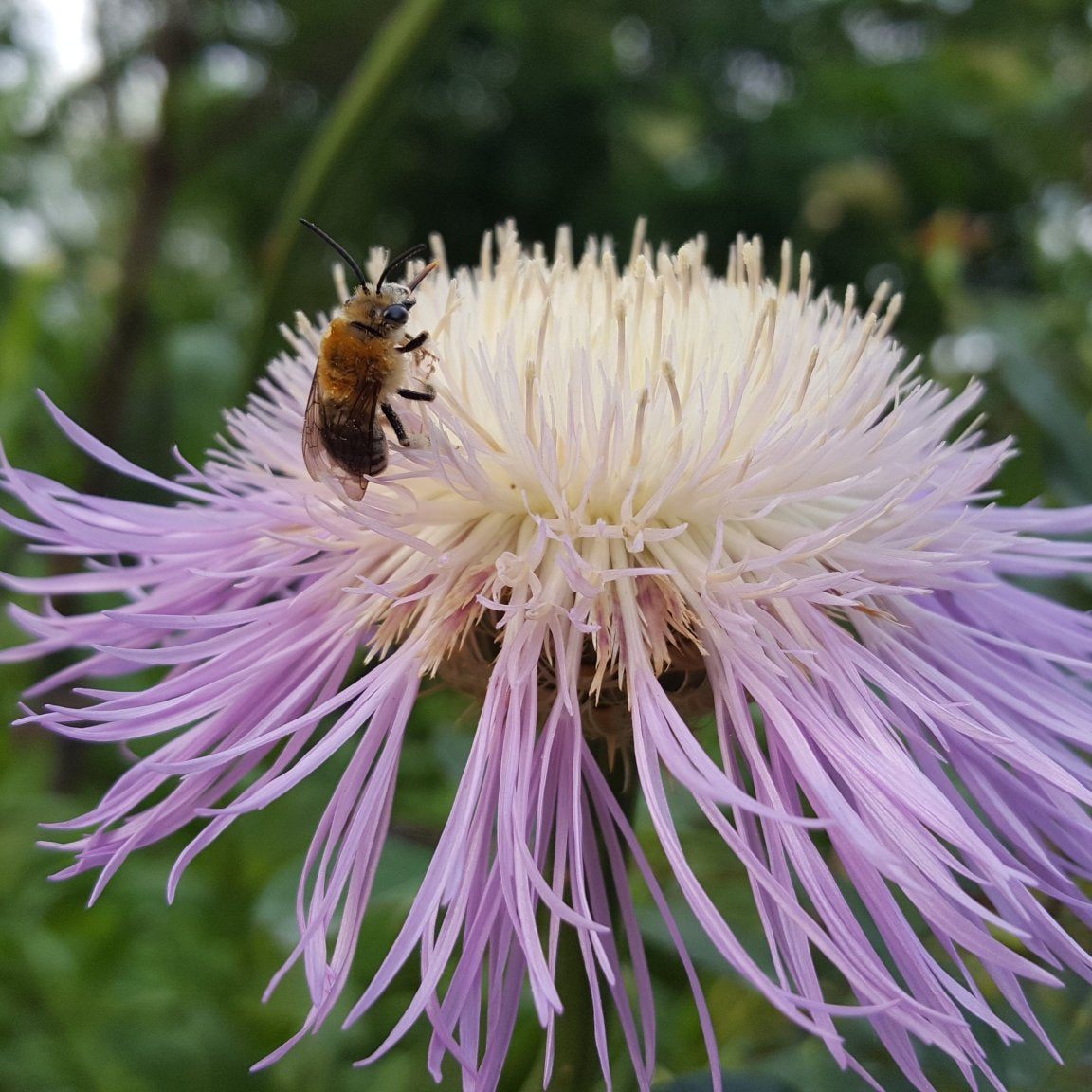 Centaurea americana (American Basketflower)