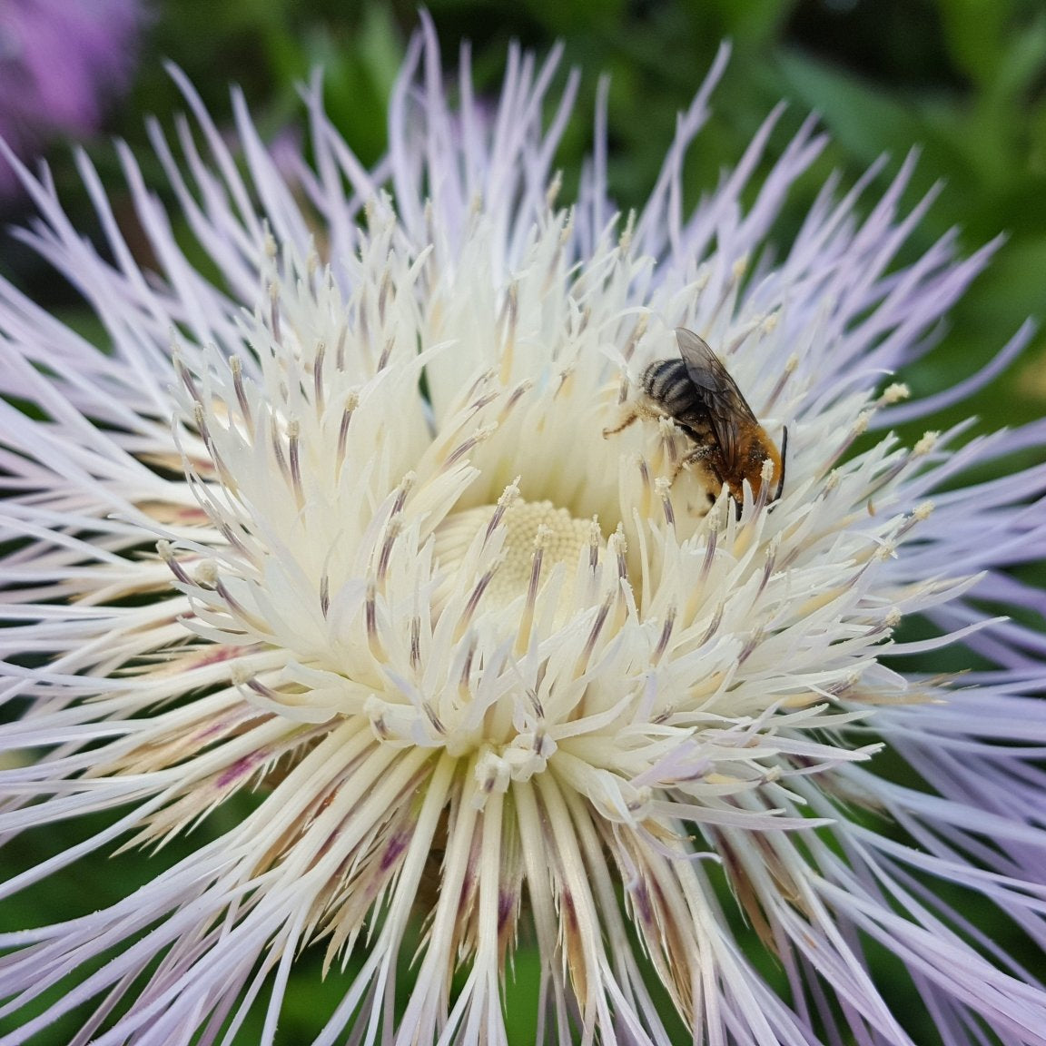 Centaurea americana (American Basketflower)